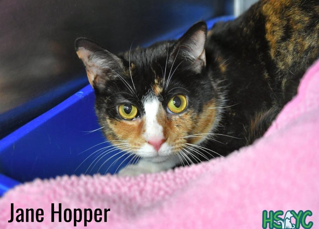 Jane Hopper, a Adoptable mixed breed in Fort Mill, SC image 3/3
