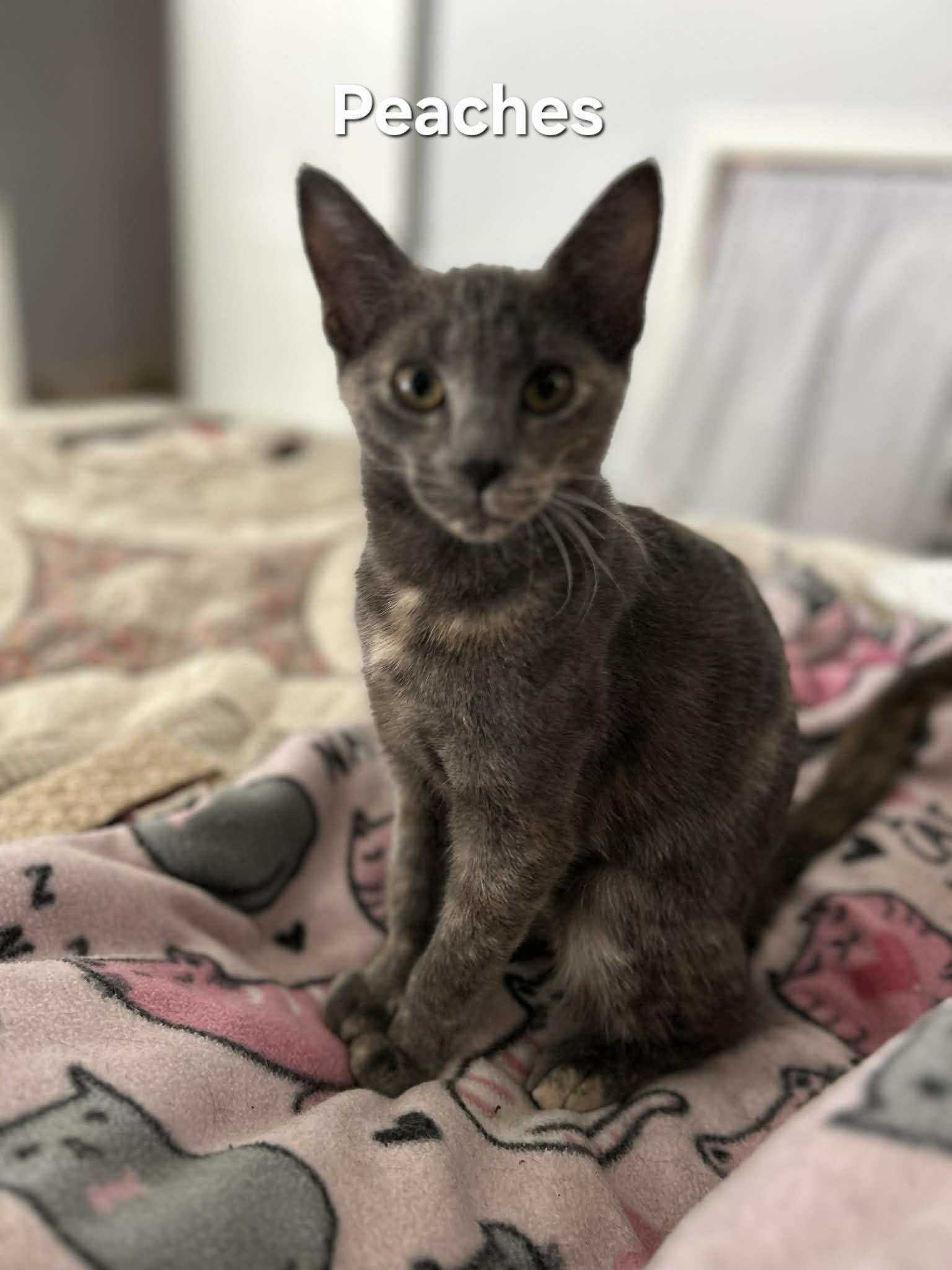 Enlarge Autumn & Peaches, a Adoptable Domestic Short Hair in Chicopee, MA image 2/3