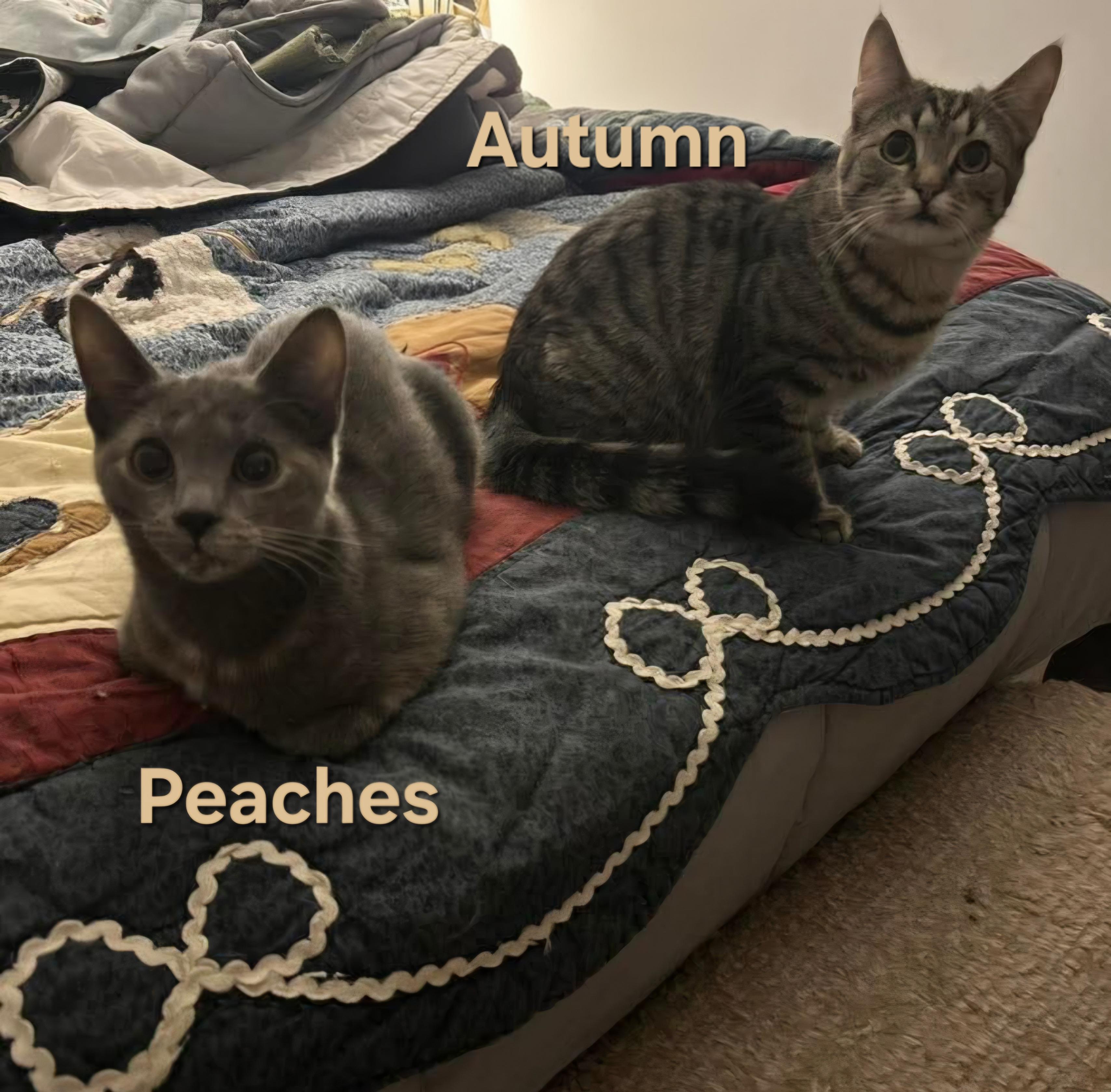 Enlarge Autumn & Peaches, a Adoptable Domestic Short Hair in Chicopee, MA image 1/1