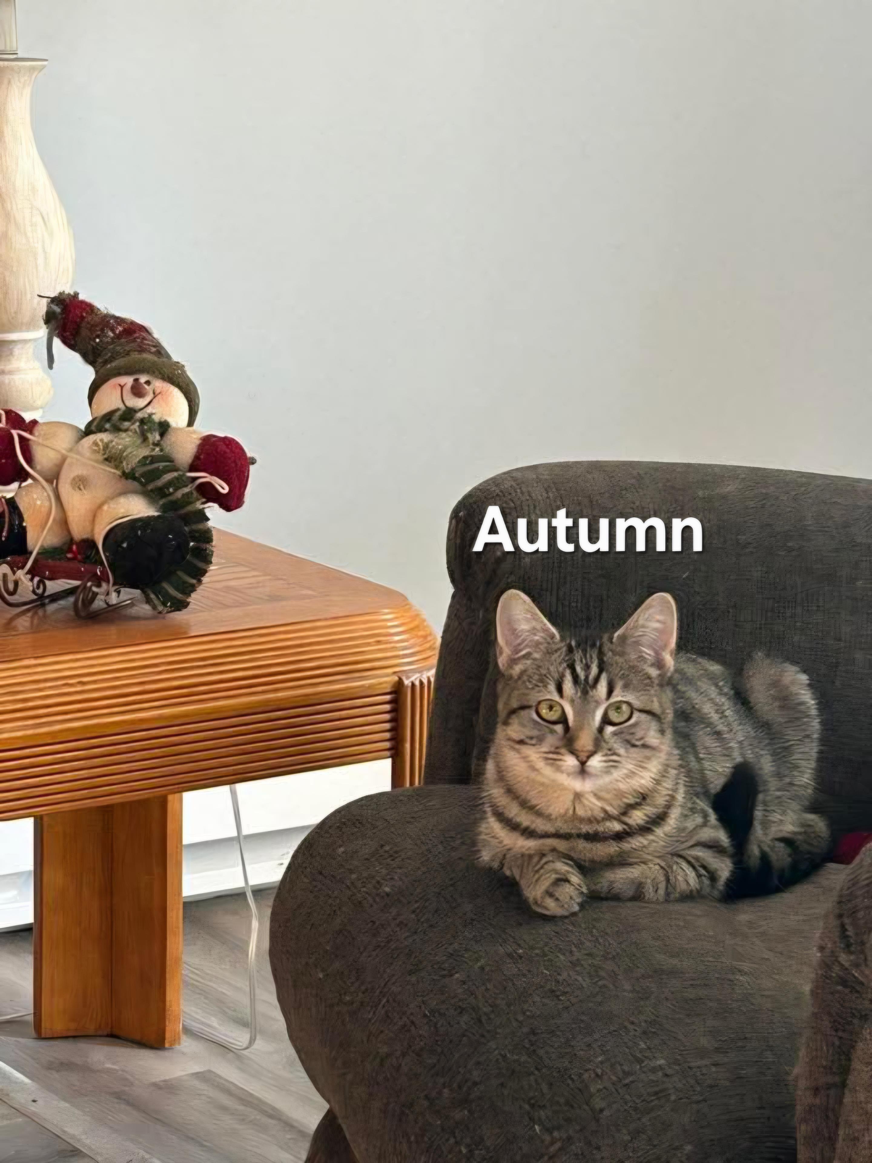 Autumn & Peaches, Adoptable, Kitten Female Domestic Short Hair.