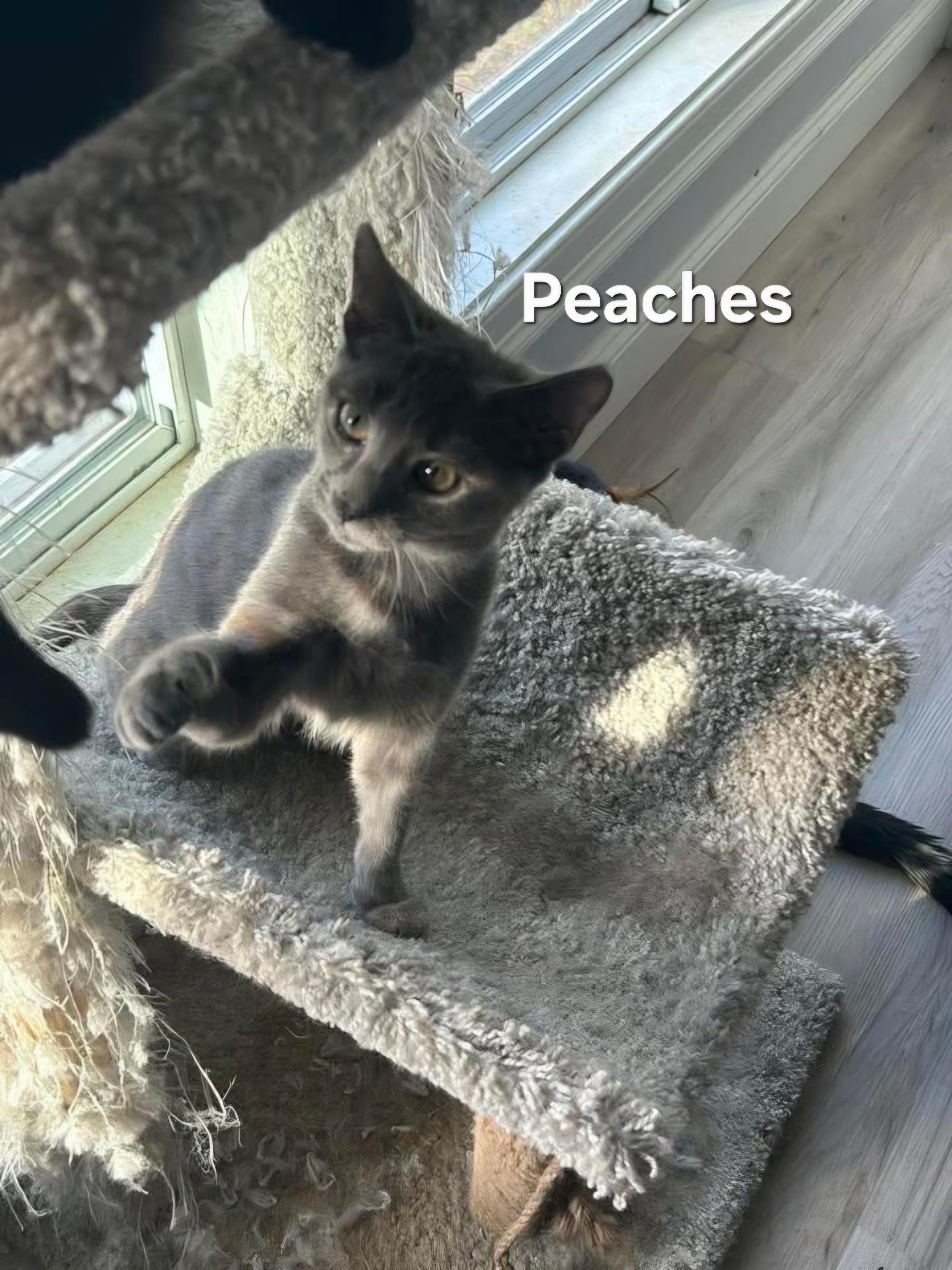 Autumn & Peaches, a Adoptable Domestic Short Hair in Chicopee, MA image 2/4