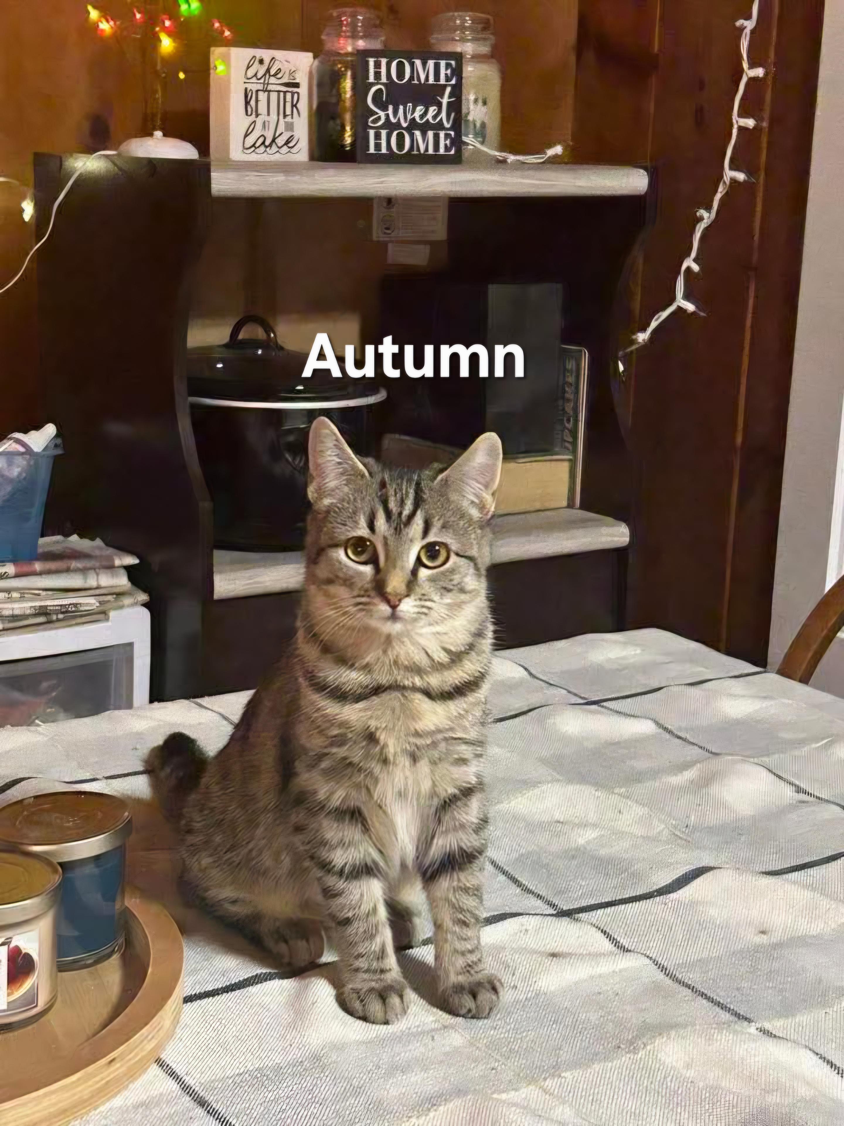 Autumn & Peaches, a Adoptable Domestic Short Hair in Chicopee, MA image 3/4