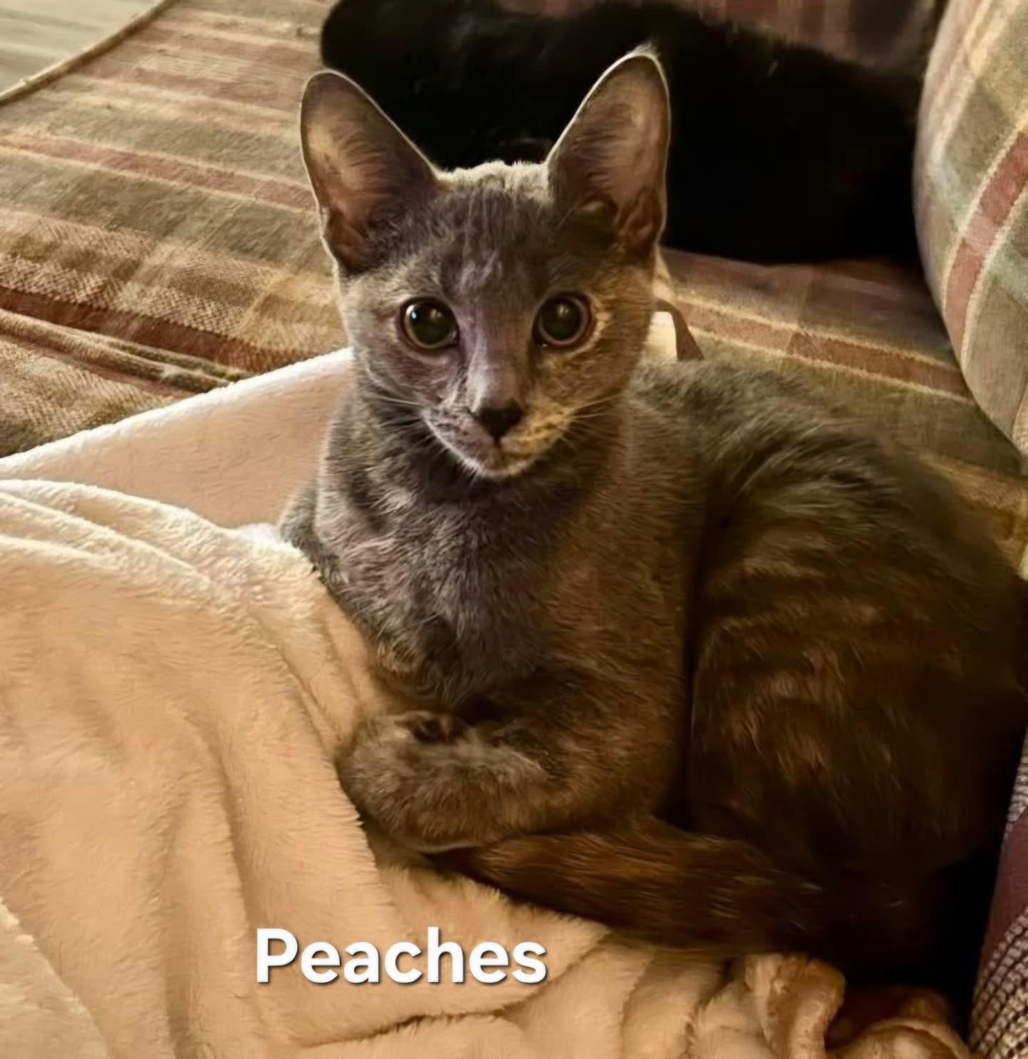 Autumn & Peaches, a Adoptable Domestic Short Hair in Chicopee, MA image 4/4