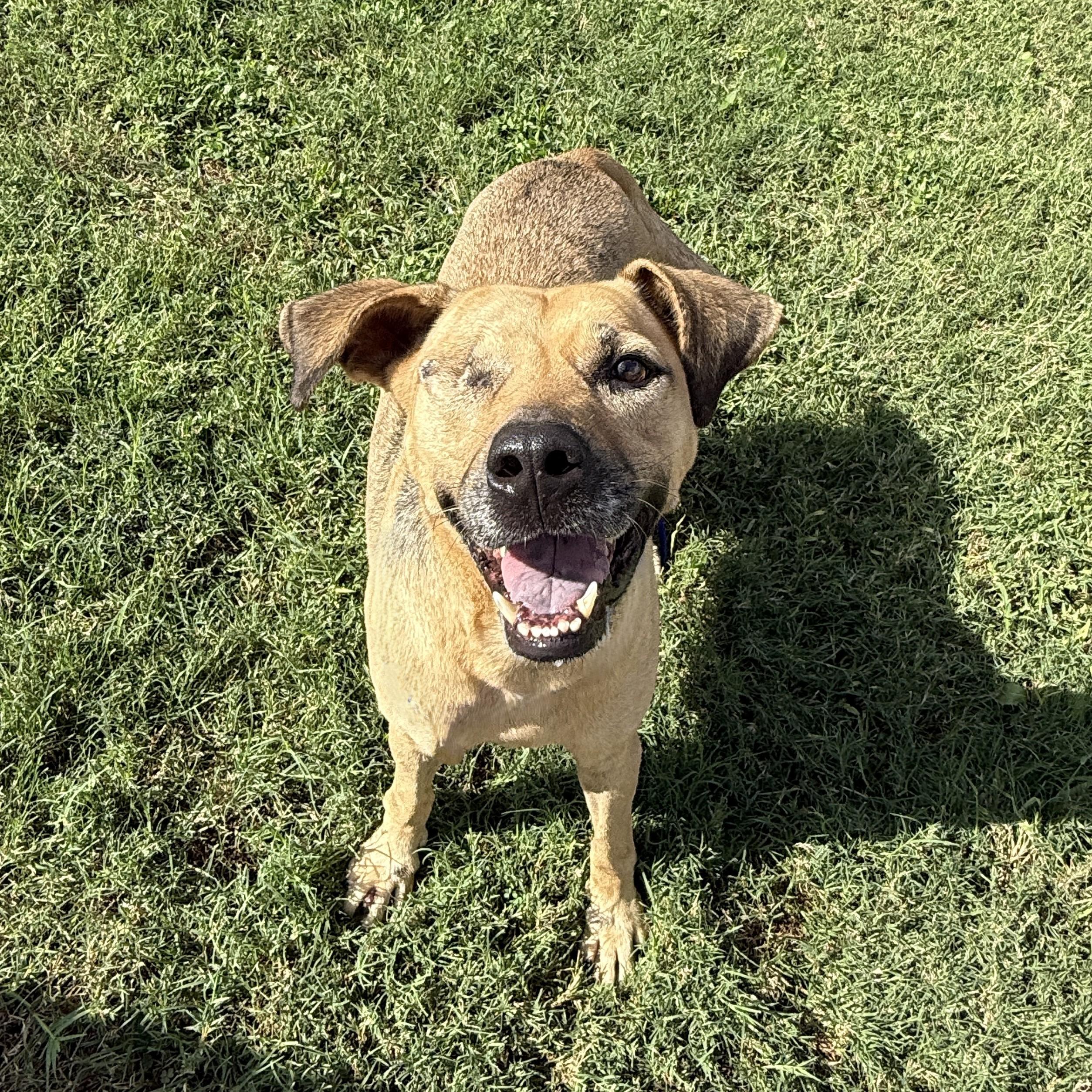 Enlarge Reese, a Adoptable mixed breed in Brenham, TX image 3/6