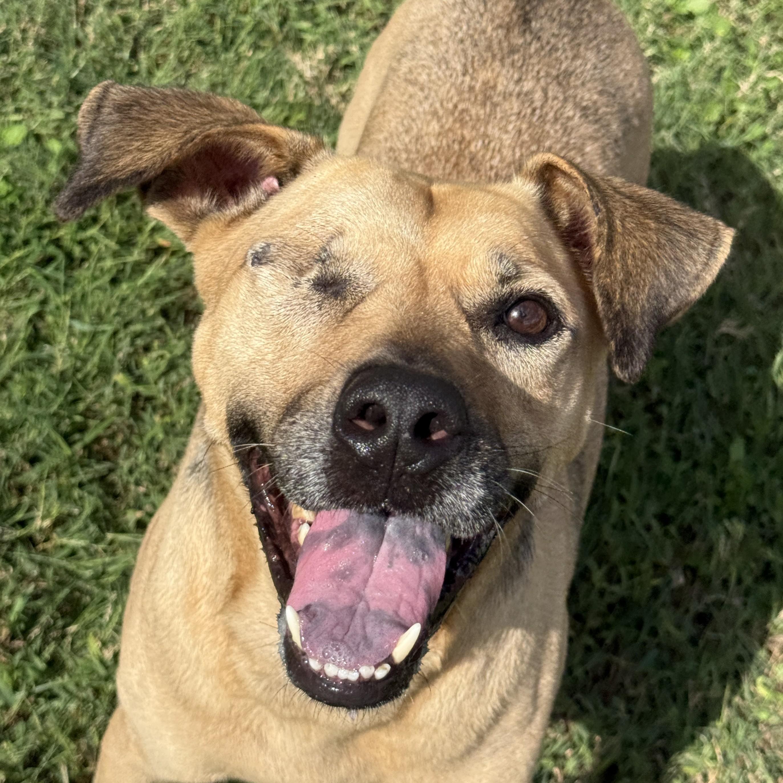 Reese, Adoptable, Adult Female Mixed Breed.