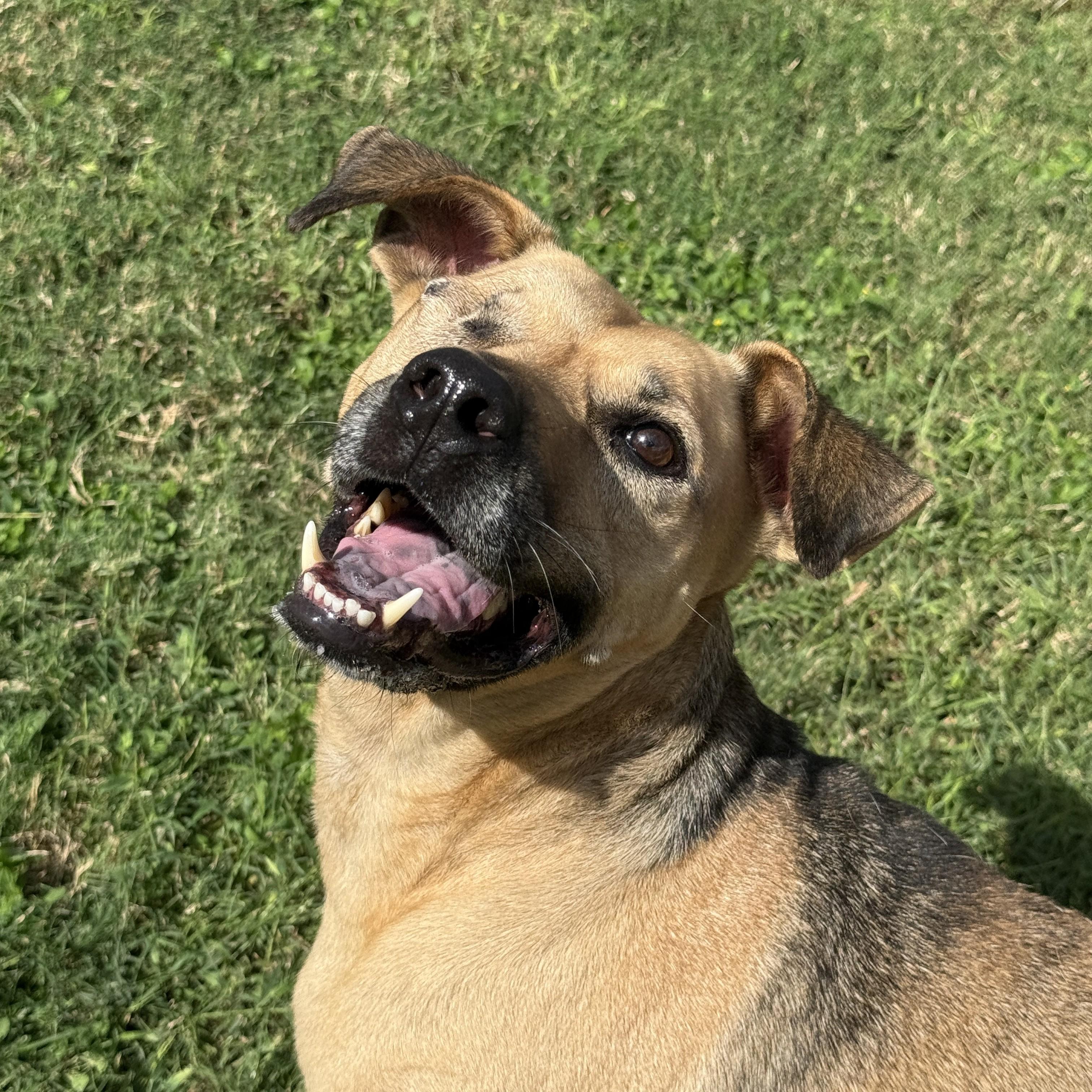 Enlarge Reese, a Adoptable mixed breed in Brenham, TX image 4/6