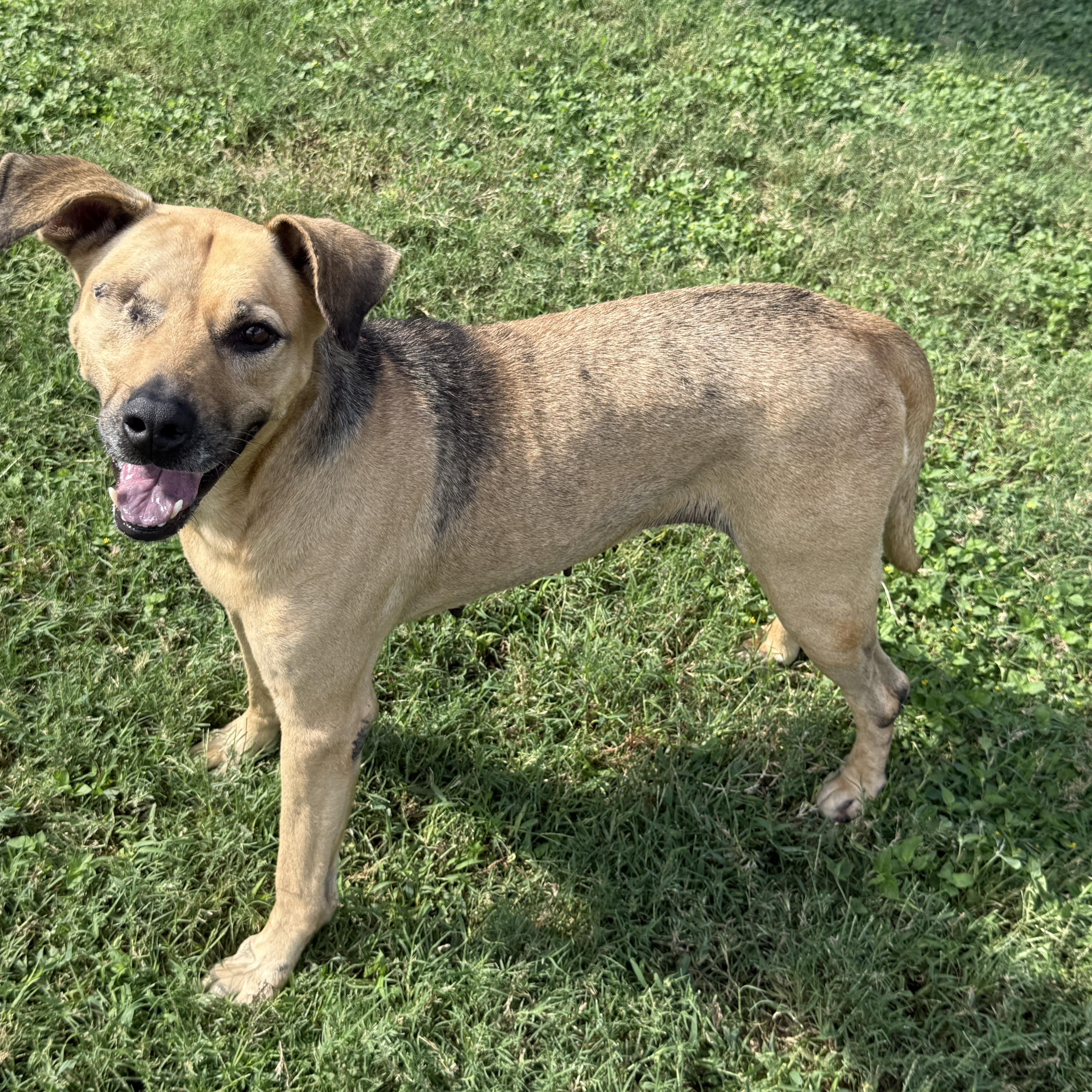 Enlarge Reese, a Adoptable mixed breed in Brenham, TX image 5/6