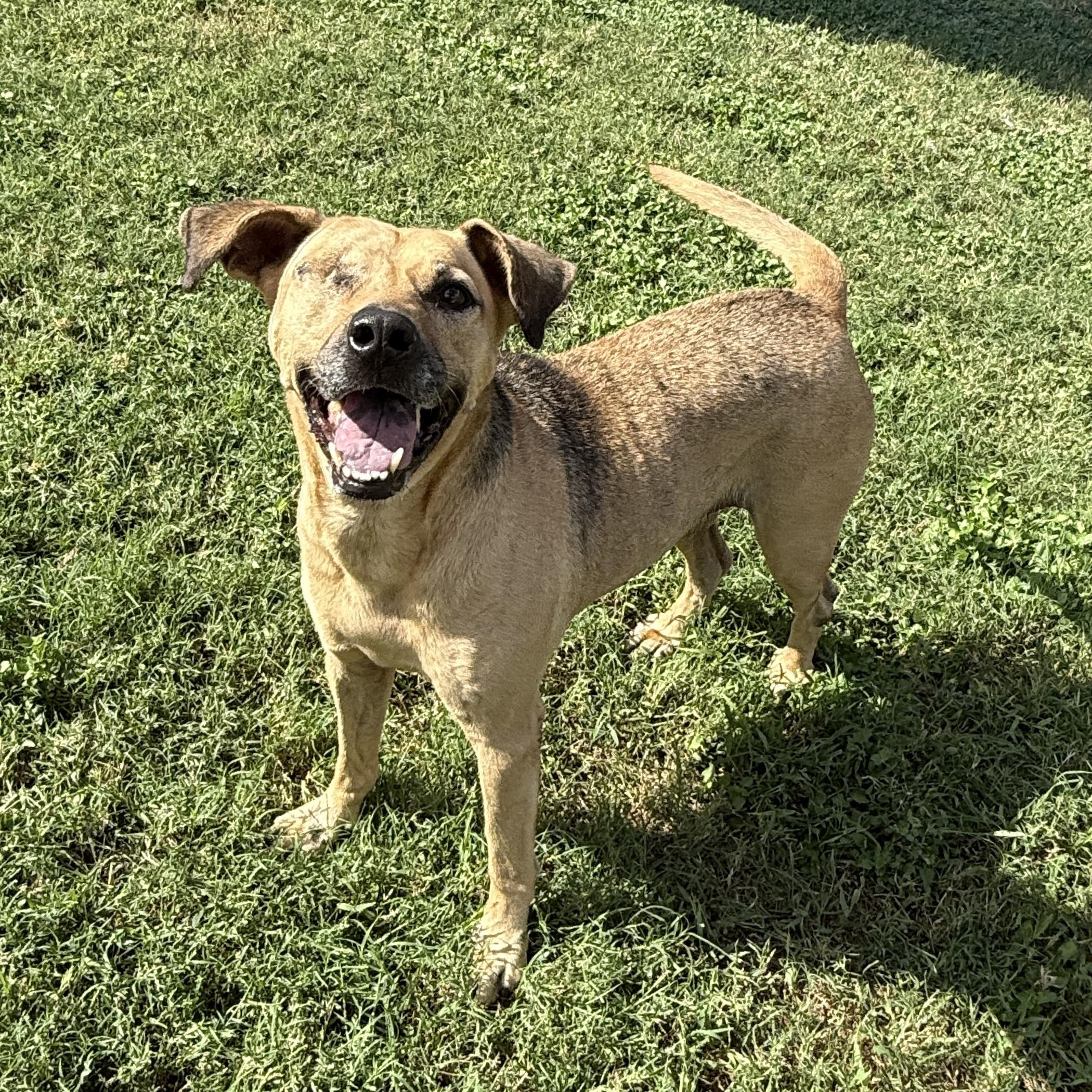 Enlarge Reese, a Adoptable mixed breed in Brenham, TX image 2/6