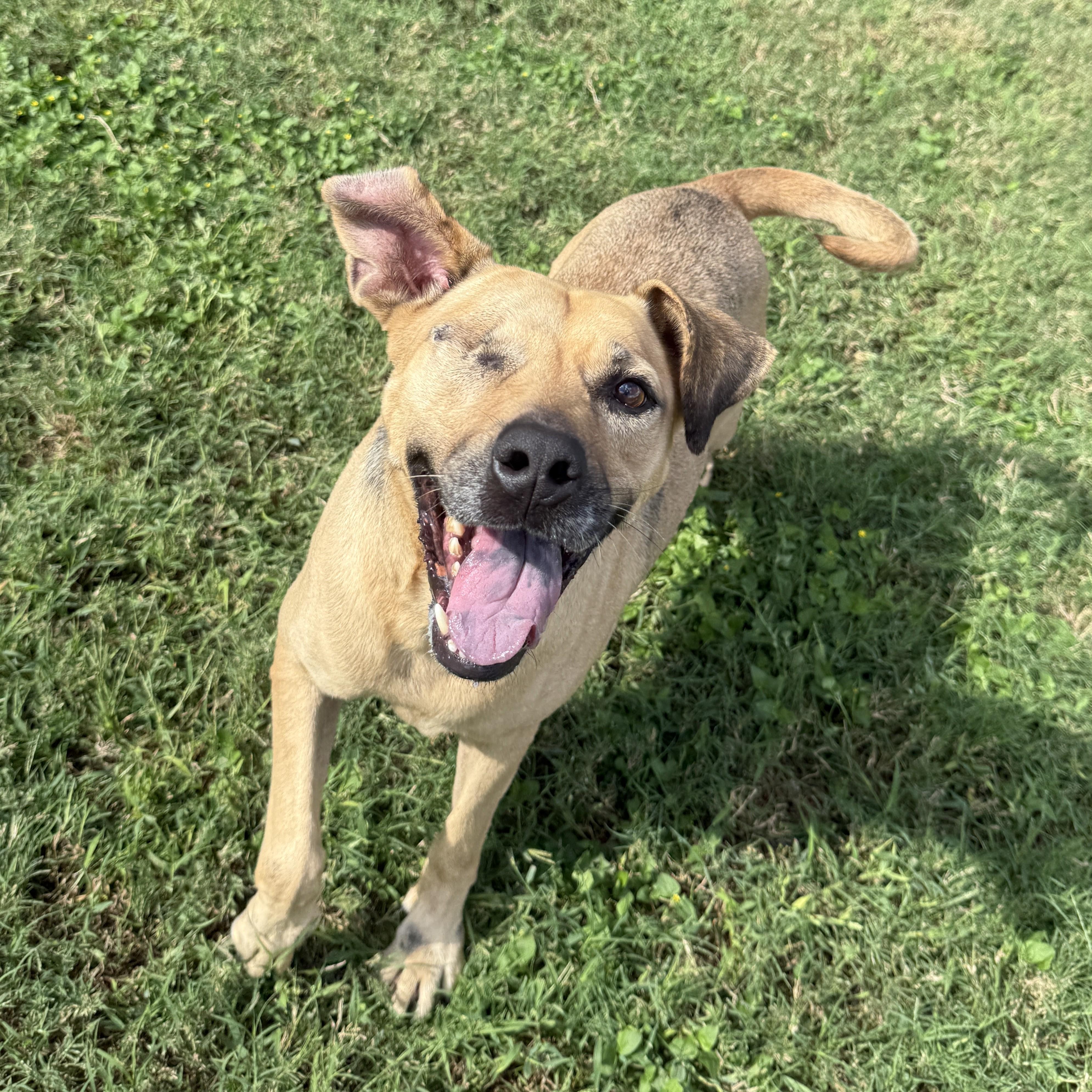 Enlarge Reese, a Adoptable mixed breed in Brenham, TX image 6/6