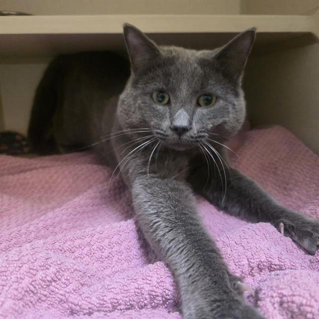 Enlarge EGGWARD SCISSORPAWS, a Adoptable Domestic Short Hair in Denver, CO image 1/1