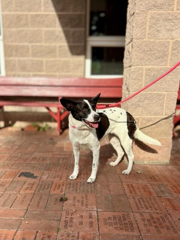 Rosie, Adoptable, Adult Female Mixed Breed & Border Collie.
