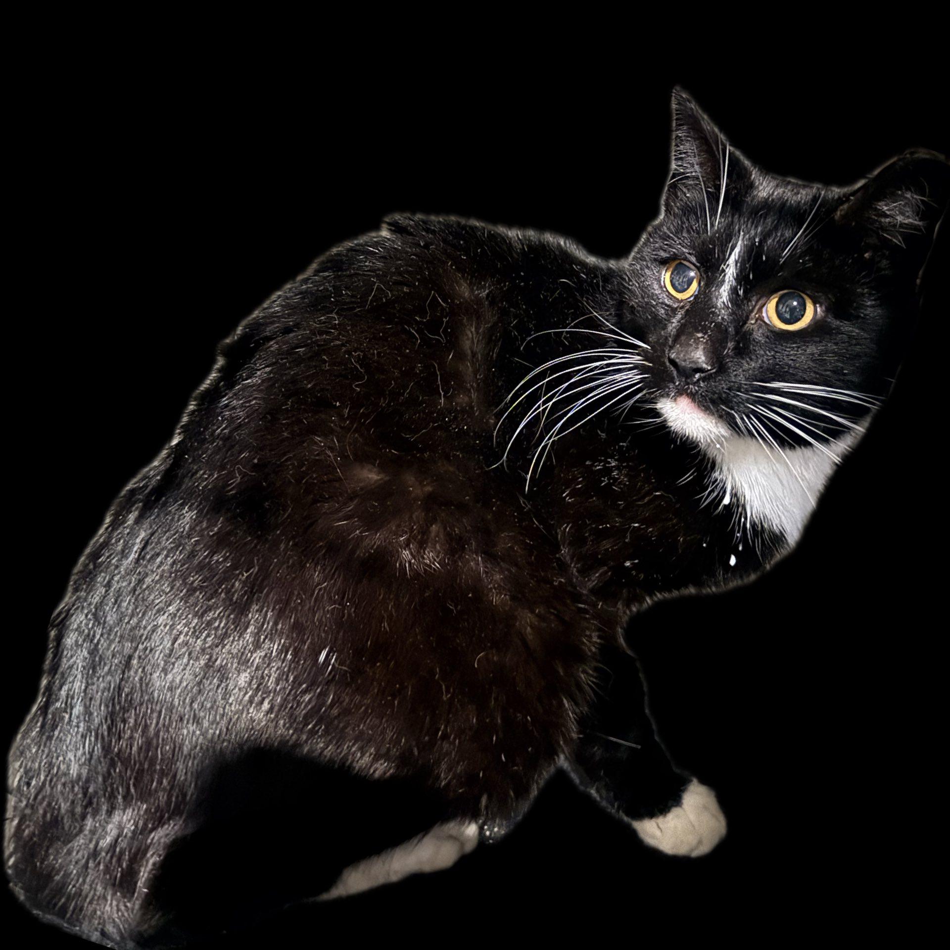Enlarge Glenn, a ADOPTABLE Domestic Short Hair in Cleveland, OH image 2/6