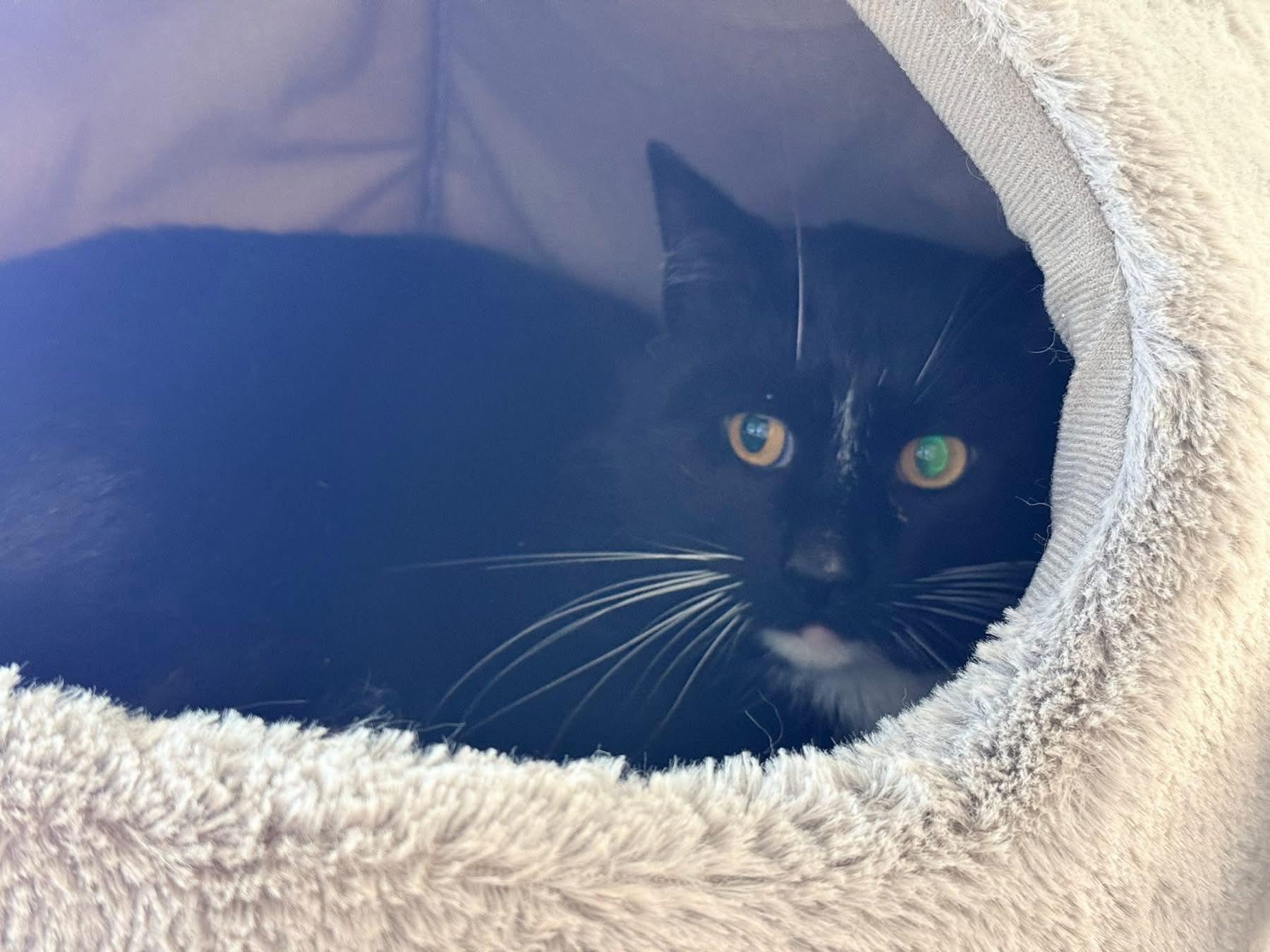 Enlarge Glenn, a ADOPTABLE Domestic Short Hair in Cleveland, OH image 5/6