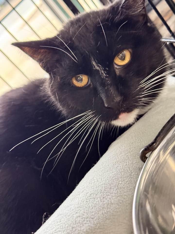 Enlarge Glenn, a ADOPTABLE Domestic Short Hair in Cleveland, OH image 6/6