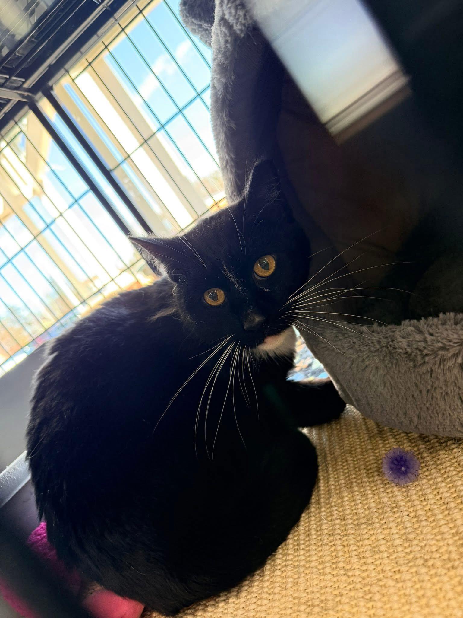Enlarge Glenn, a ADOPTABLE Domestic Short Hair in Cleveland, OH image 4/6