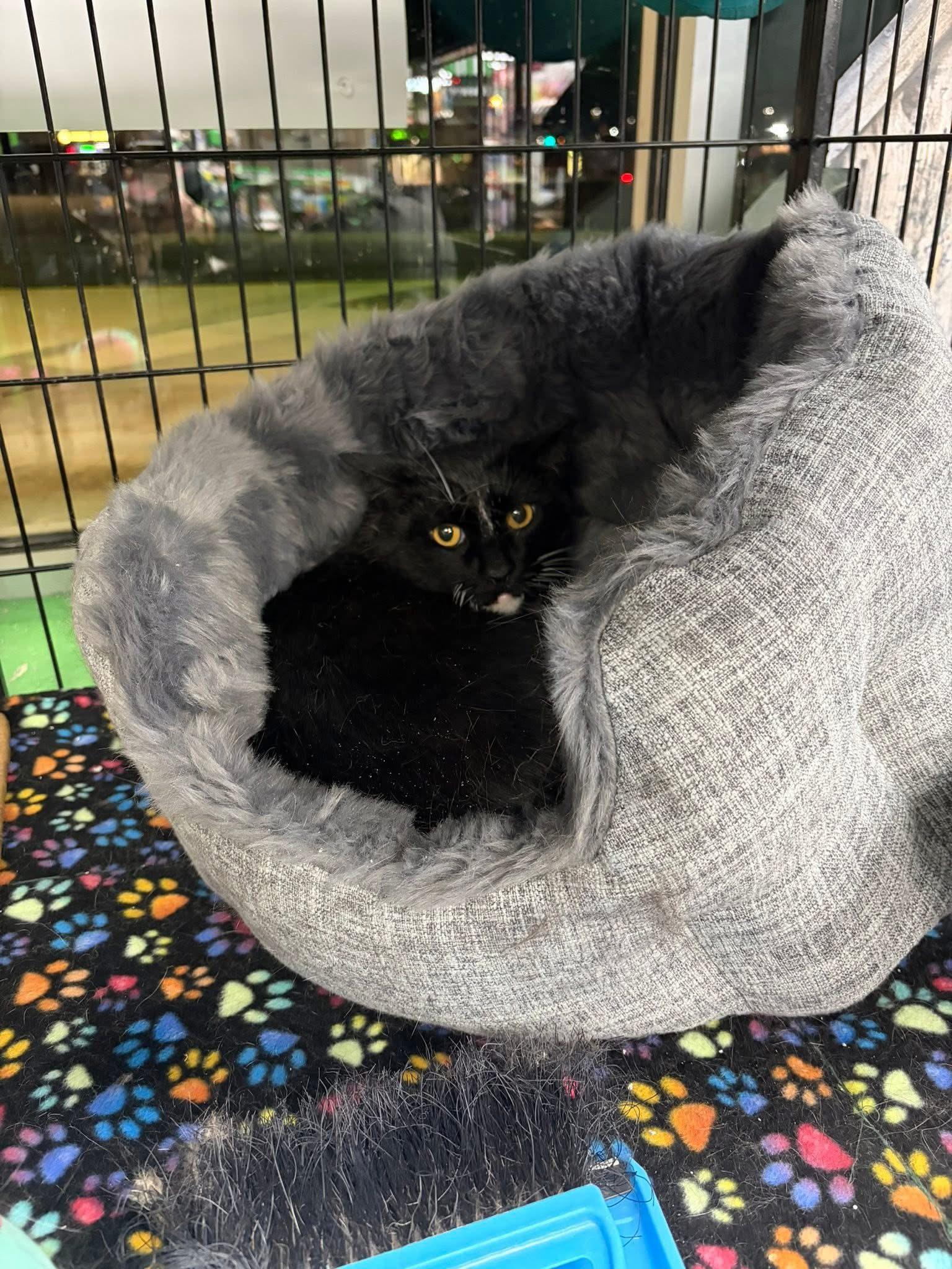 Enlarge Glenn, a ADOPTABLE Domestic Short Hair in Cleveland, OH image 3/6