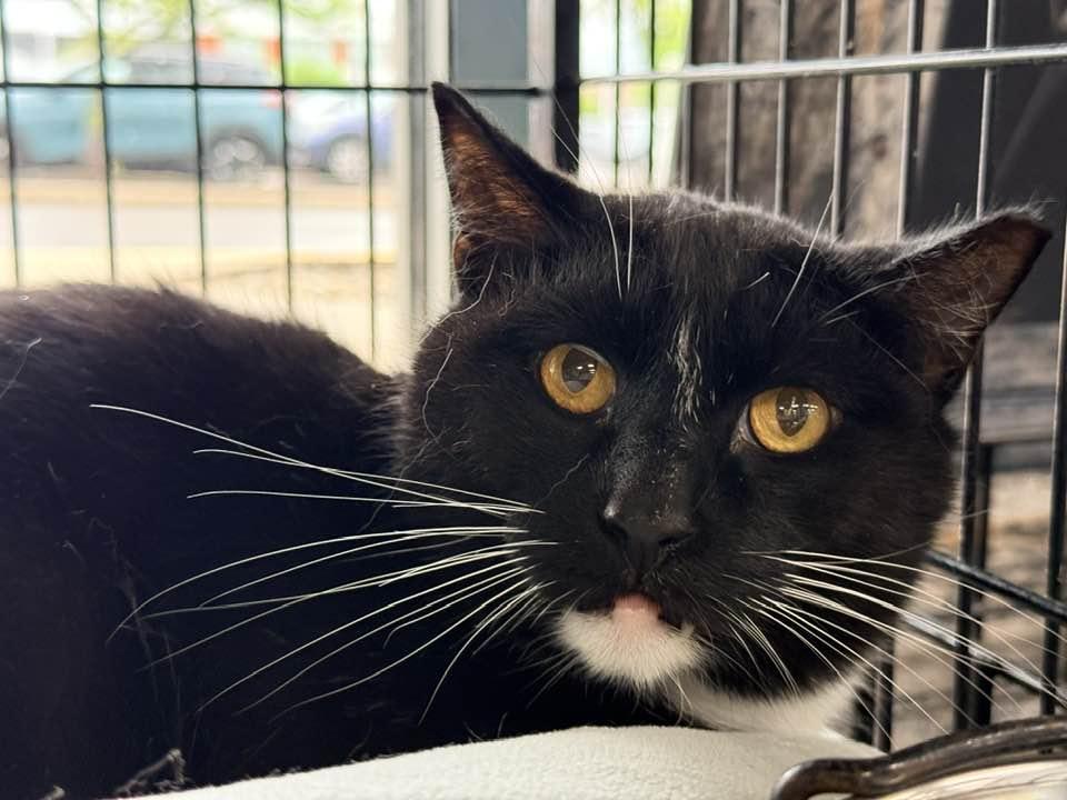 Enlarge Glenn, a ADOPTABLE Domestic Short Hair in Cleveland, OH image 1/6