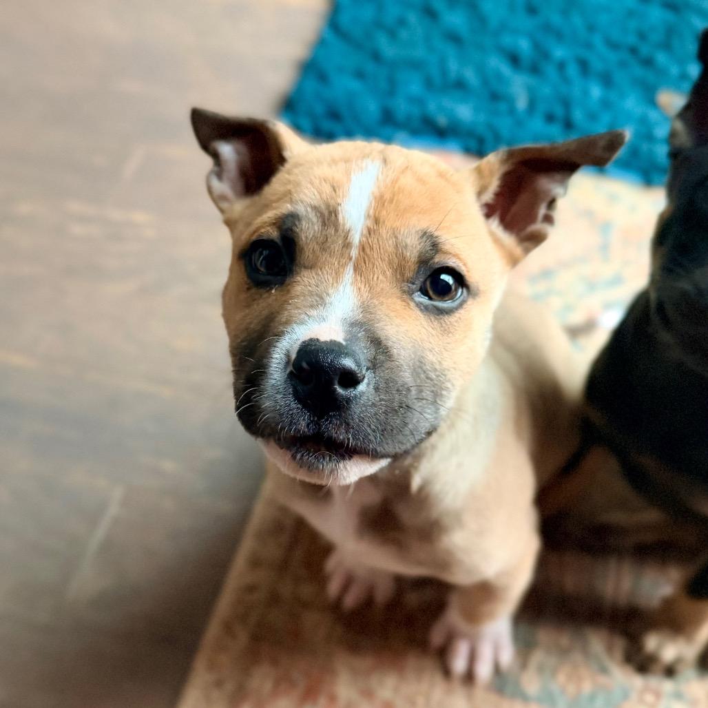 Enlarge Kevin Jonas, a Adoptable mixed breed in Durham, NC image 2/5