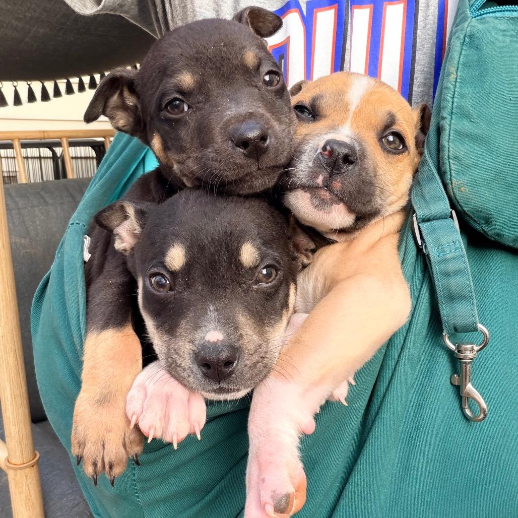 Enlarge Kevin Jonas, a Adoptable mixed breed in Durham, NC image 3/5