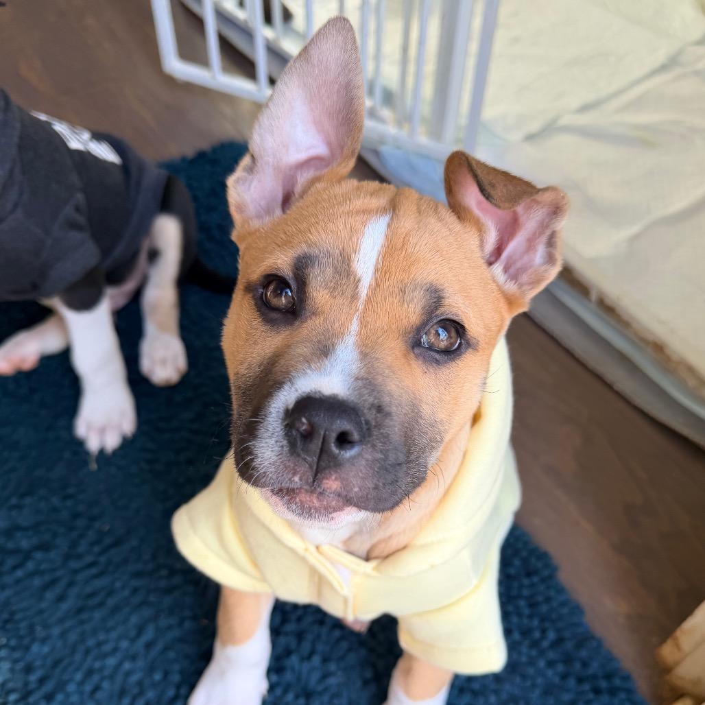 Enlarge Kevin Jonas, a Adoptable mixed breed in Durham, NC image 5/6