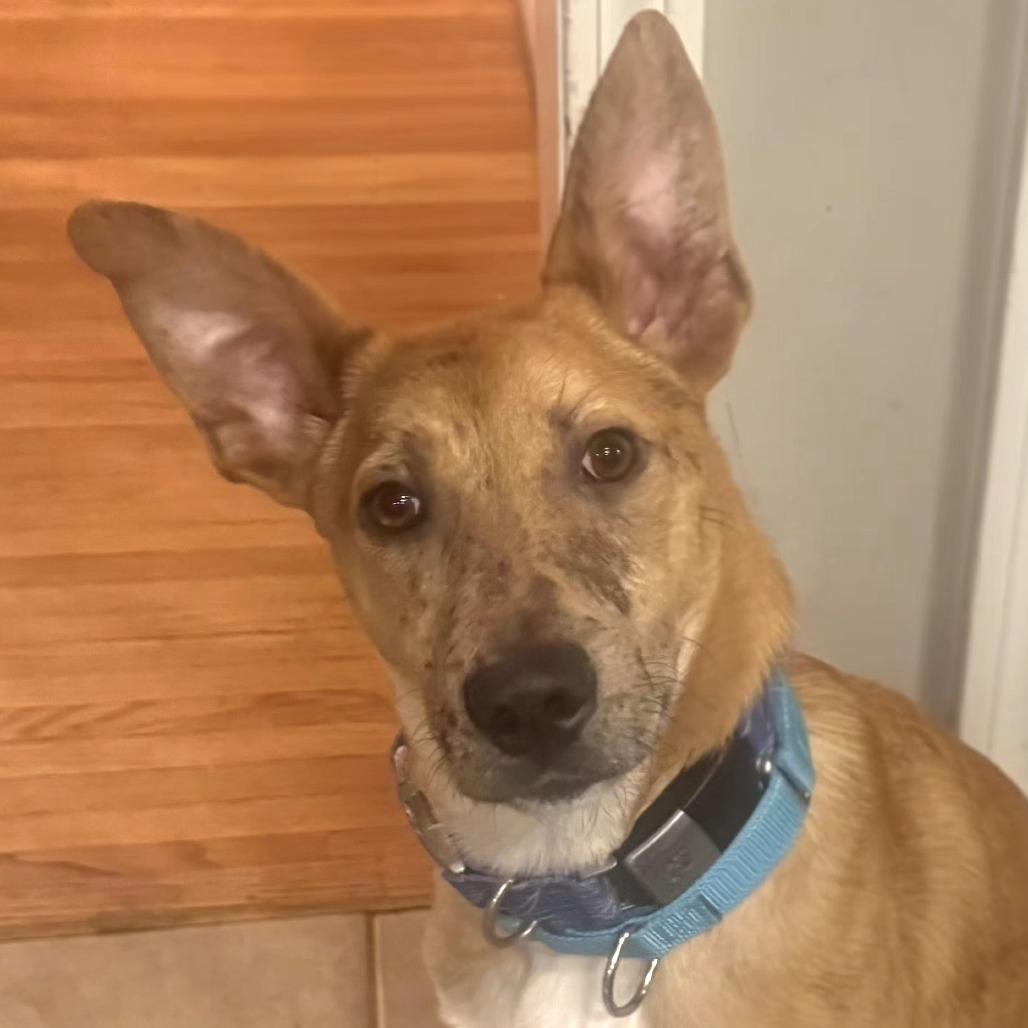 Enlarge CT Payton (Fostered in Glastonbury, CT), a Adoptable mixed breed in Stormville, NY image 5/6