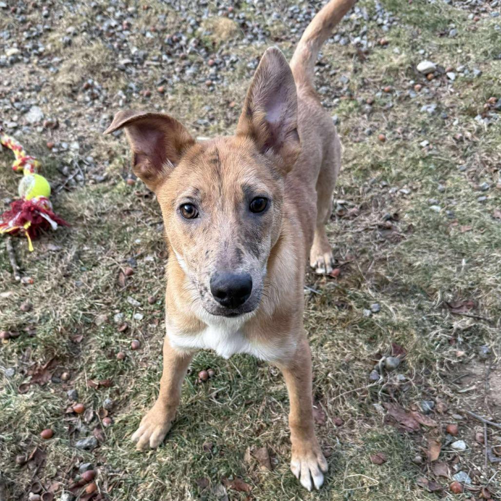 Enlarge CT Payton (Fostered in Glastonbury, CT), a Adoptable mixed breed in Stormville, NY image 6/6
