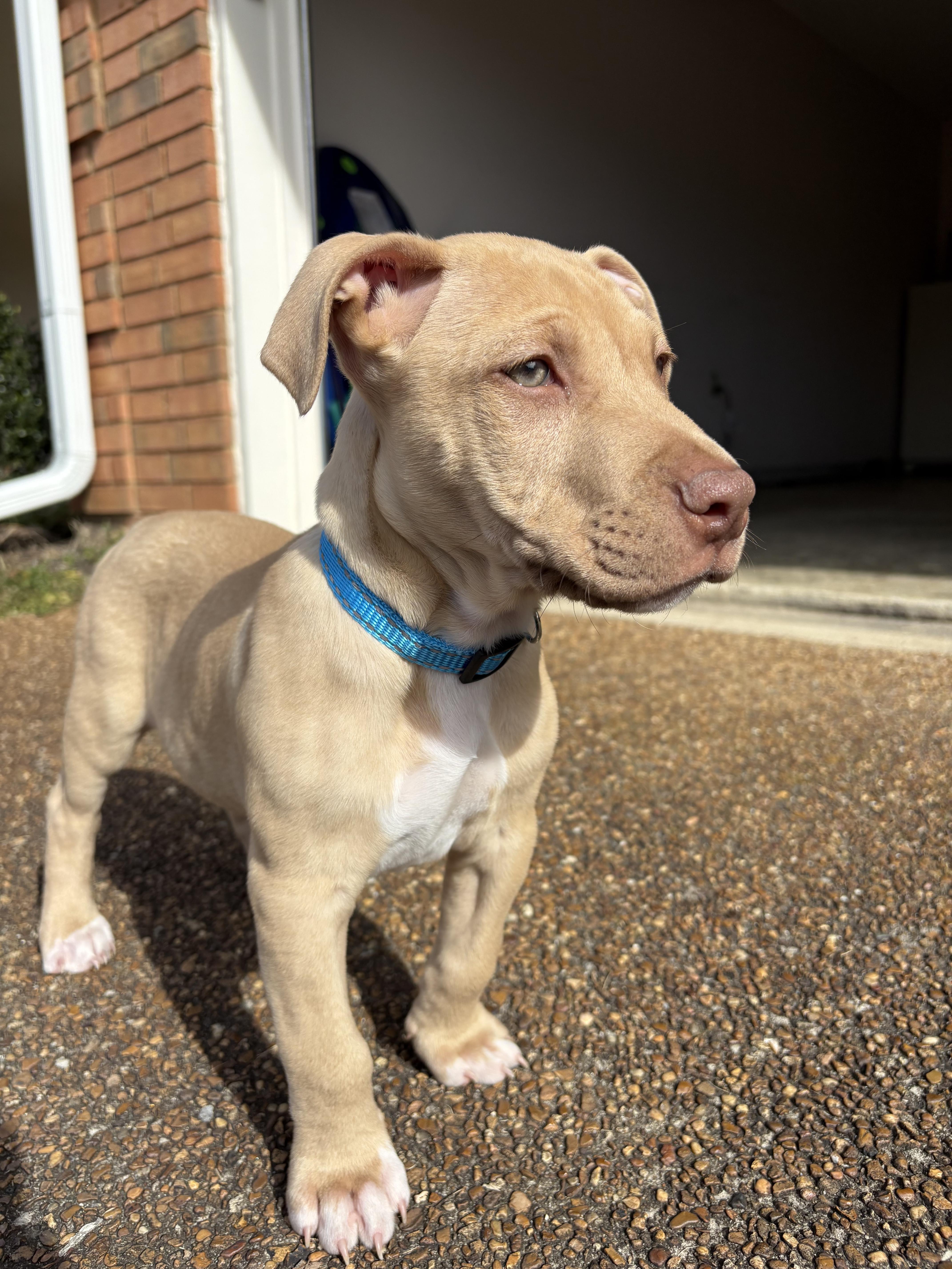 Enlarge Memphis , a Adoptable mixed breed in Parsippany , NJ image 3/6