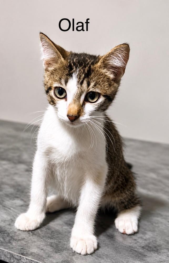 Enlarge Olaf, a Adoptable Tabby in Fern Park, FL image 1/1