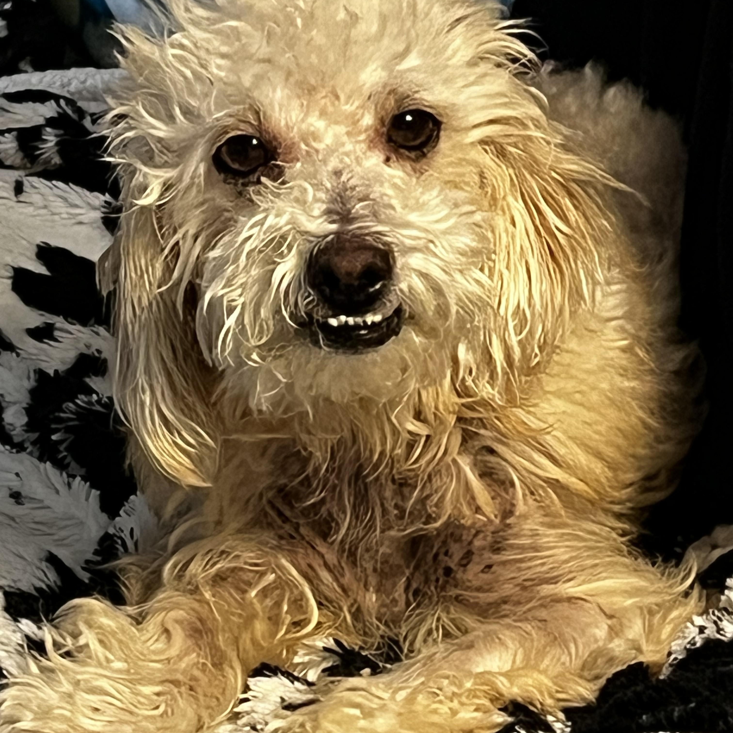 Wren, a Adoptable Maltipoo in Austin, TX image 3/3