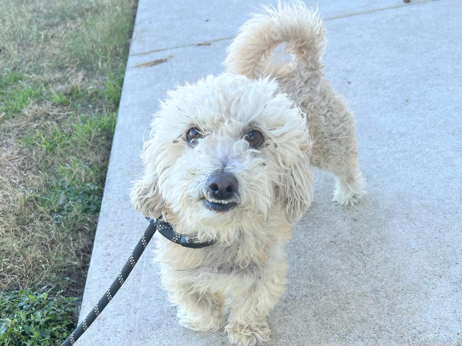 Wren, a Adoptable Maltipoo in Austin, TX image 2/3