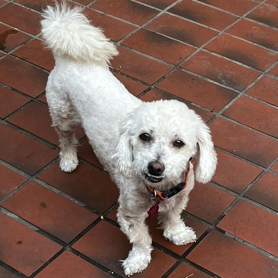 Wren, a Adoptable Maltipoo in Austin, TX image 1/3
