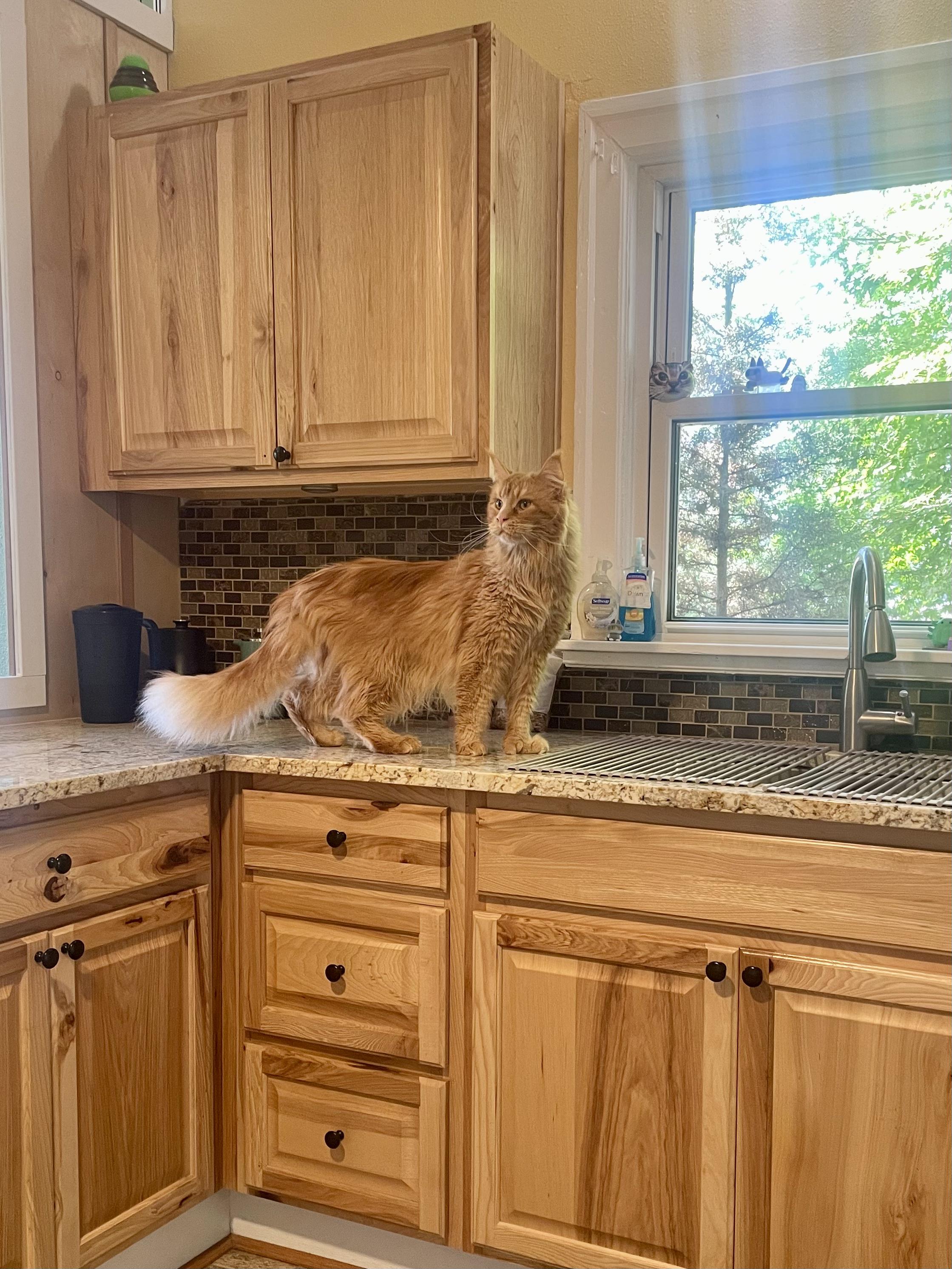 Sunny, a Adopted Maine Coon in Portland, OR image 4/4