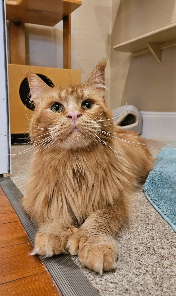 Sunny, Adopted, Adult Male Maine Coon.