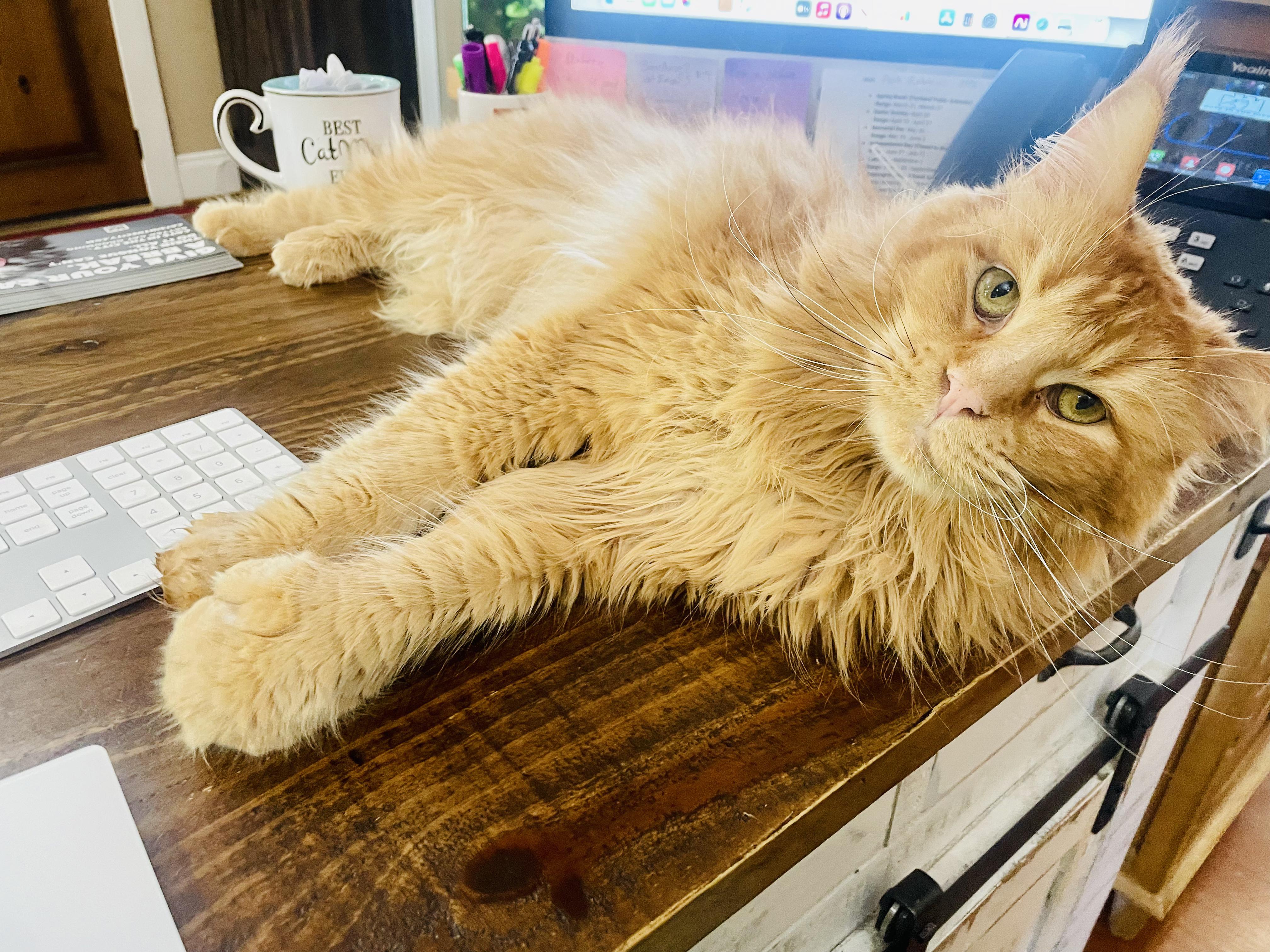 Sunny, a Adopted Maine Coon in Portland, OR image 2/4