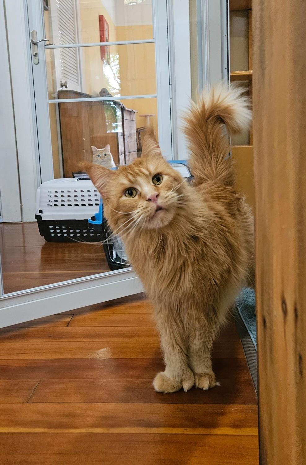 Sunny, a Adopted Maine Coon in Portland, OR image 3/4