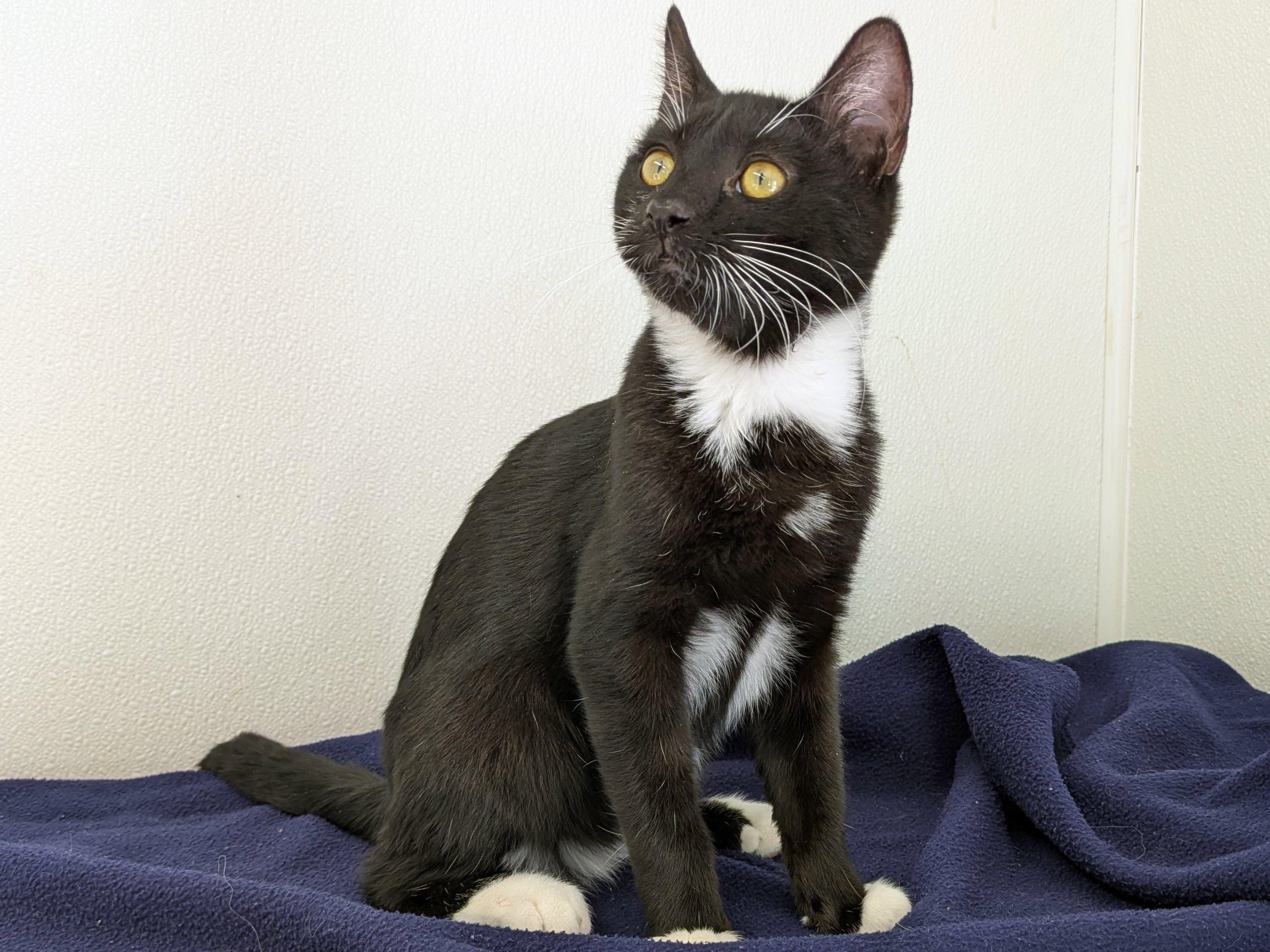 Romaine, an adoptable Tuxedo, Domestic Short Hair in Republic, WA, 99166 | Photo Image 4