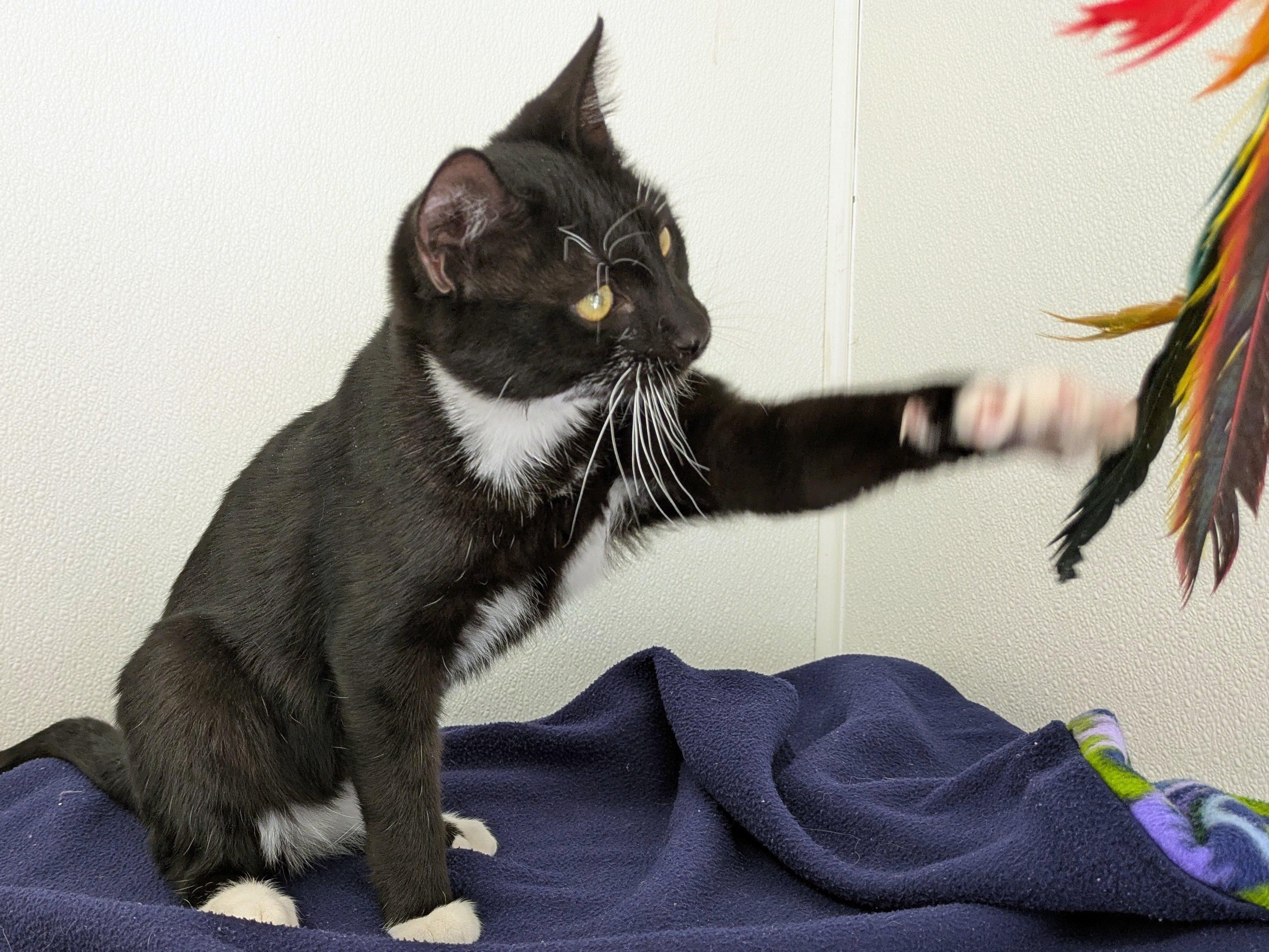 Romaine, an adoptable Tuxedo, Domestic Short Hair in Republic, WA, 99166 | Photo Image 5