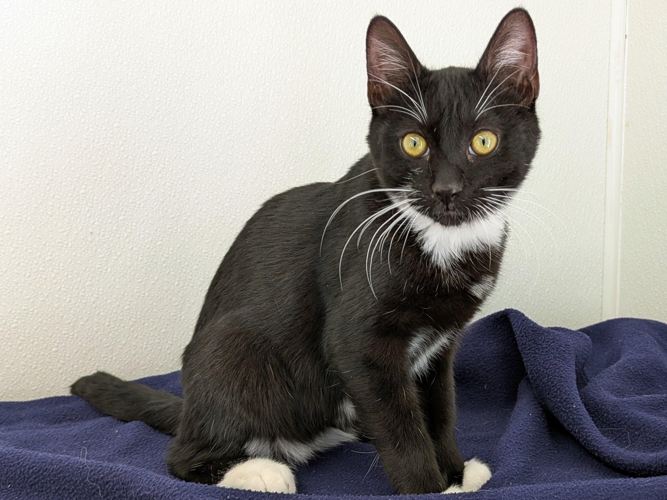 Romaine, an adoptable Tuxedo, Domestic Short Hair in Republic, WA, 99166 | Photo Image 3