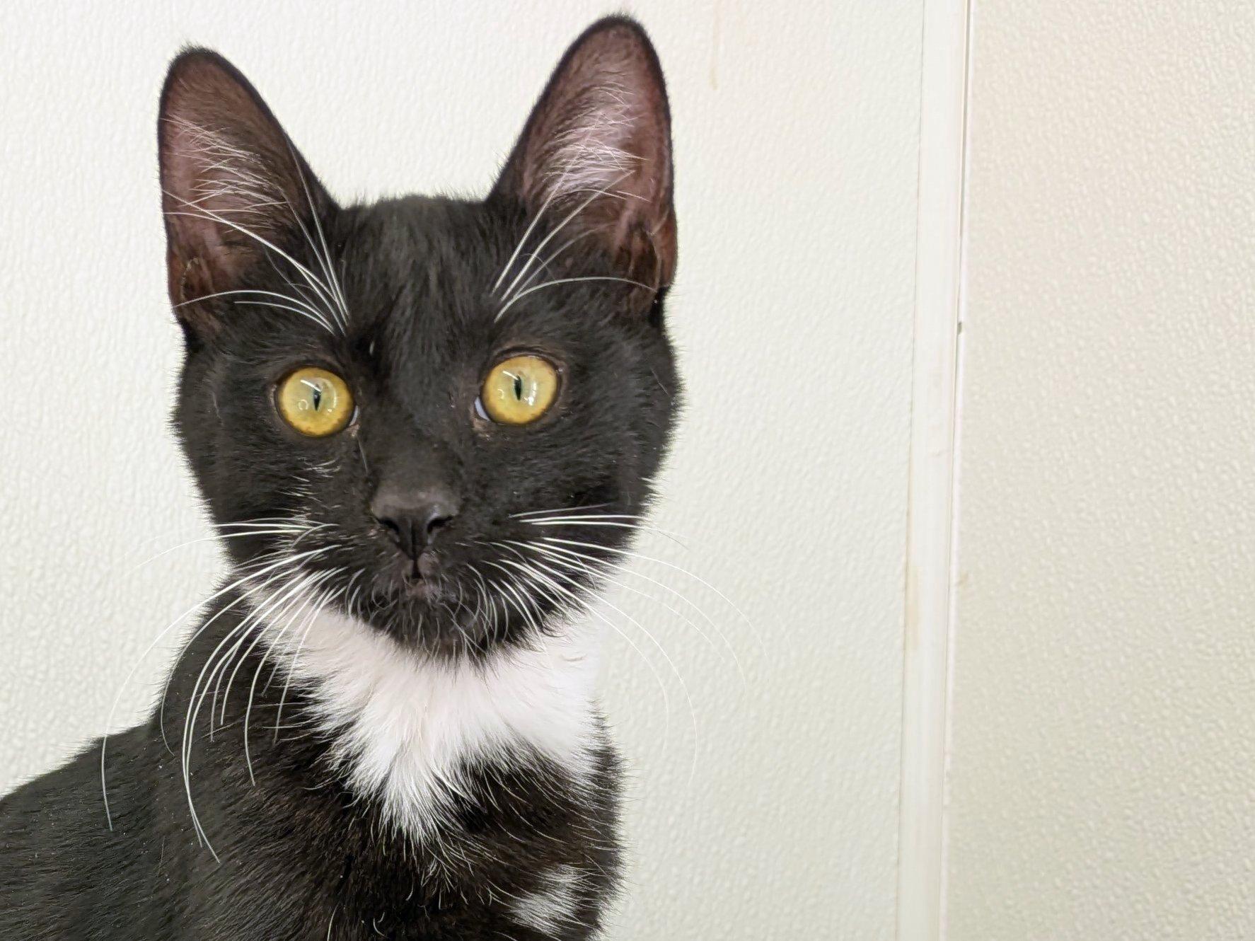 Romaine, an adoptable Tuxedo, Domestic Short Hair in Republic, WA, 99166 | Photo Image 1