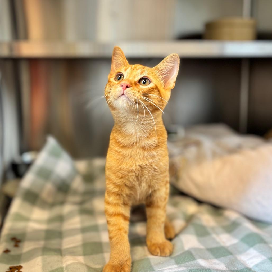Lewis, Adoptable, Kitten Male Domestic Short Hair.