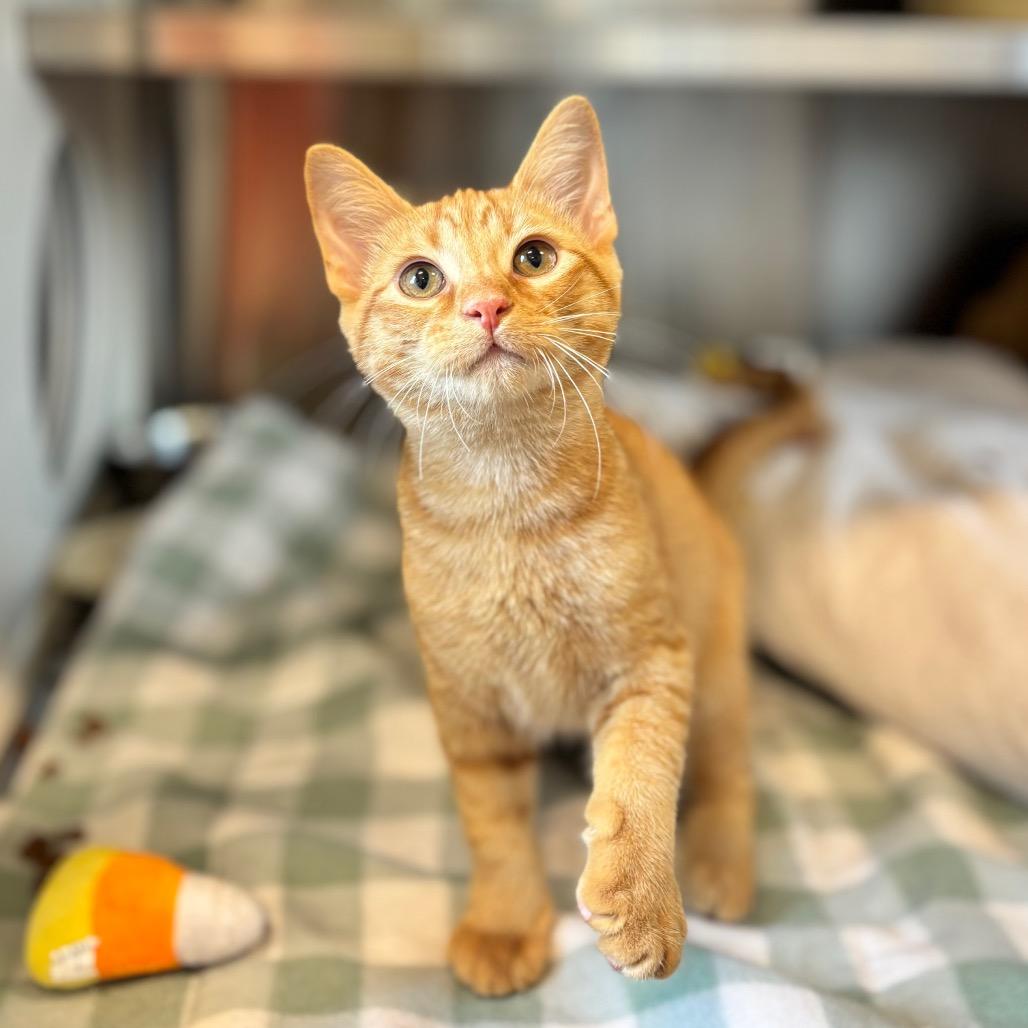 Enlarge Lewis, a Adoptable Domestic Short Hair in Nashville, IN image 2/3