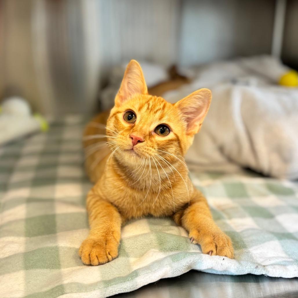 Enlarge Lewis, a Adoptable Domestic Short Hair in Nashville, IN image 3/3