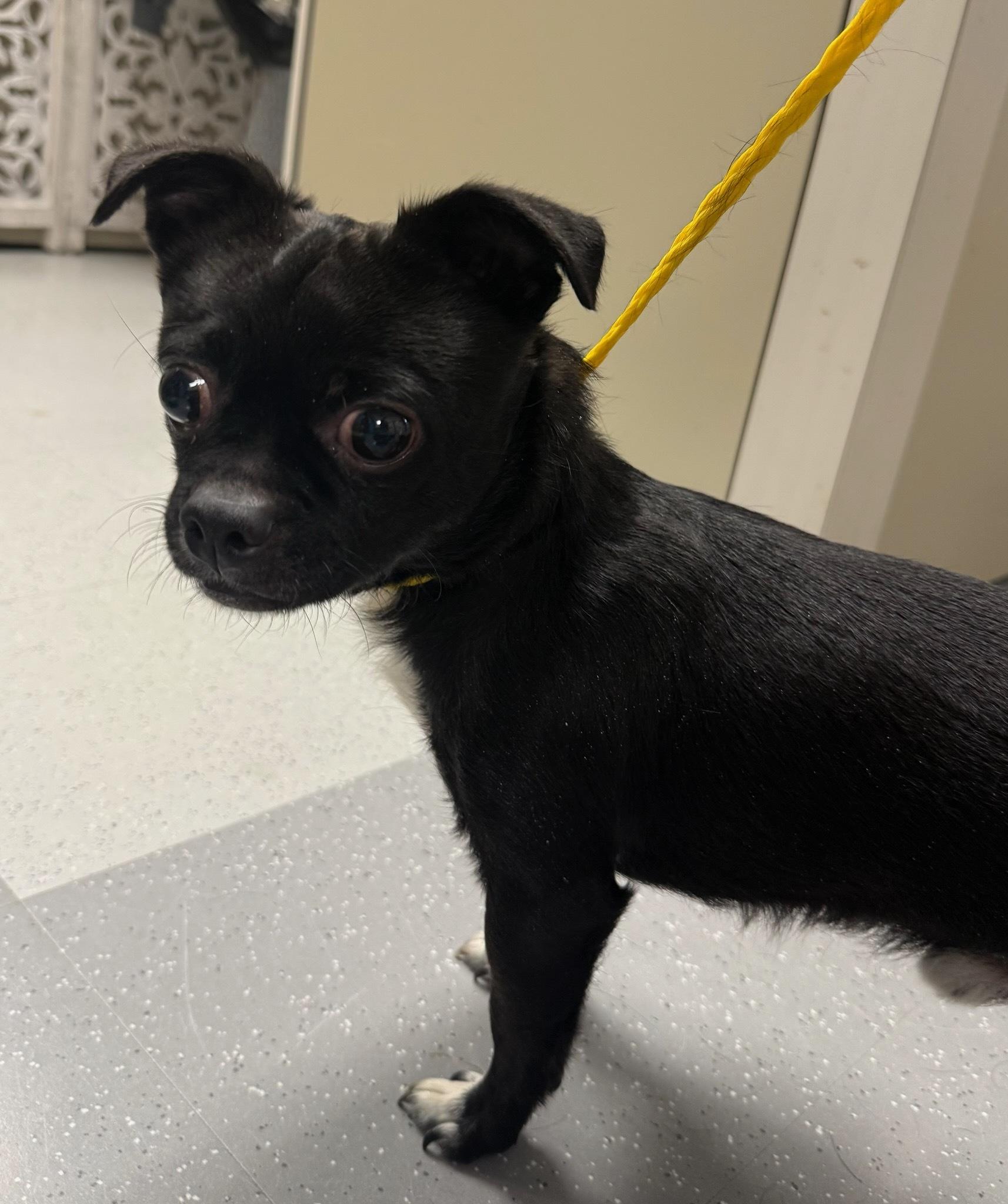 PugLee, adopted, Adult Male Chihuahua & Pug.