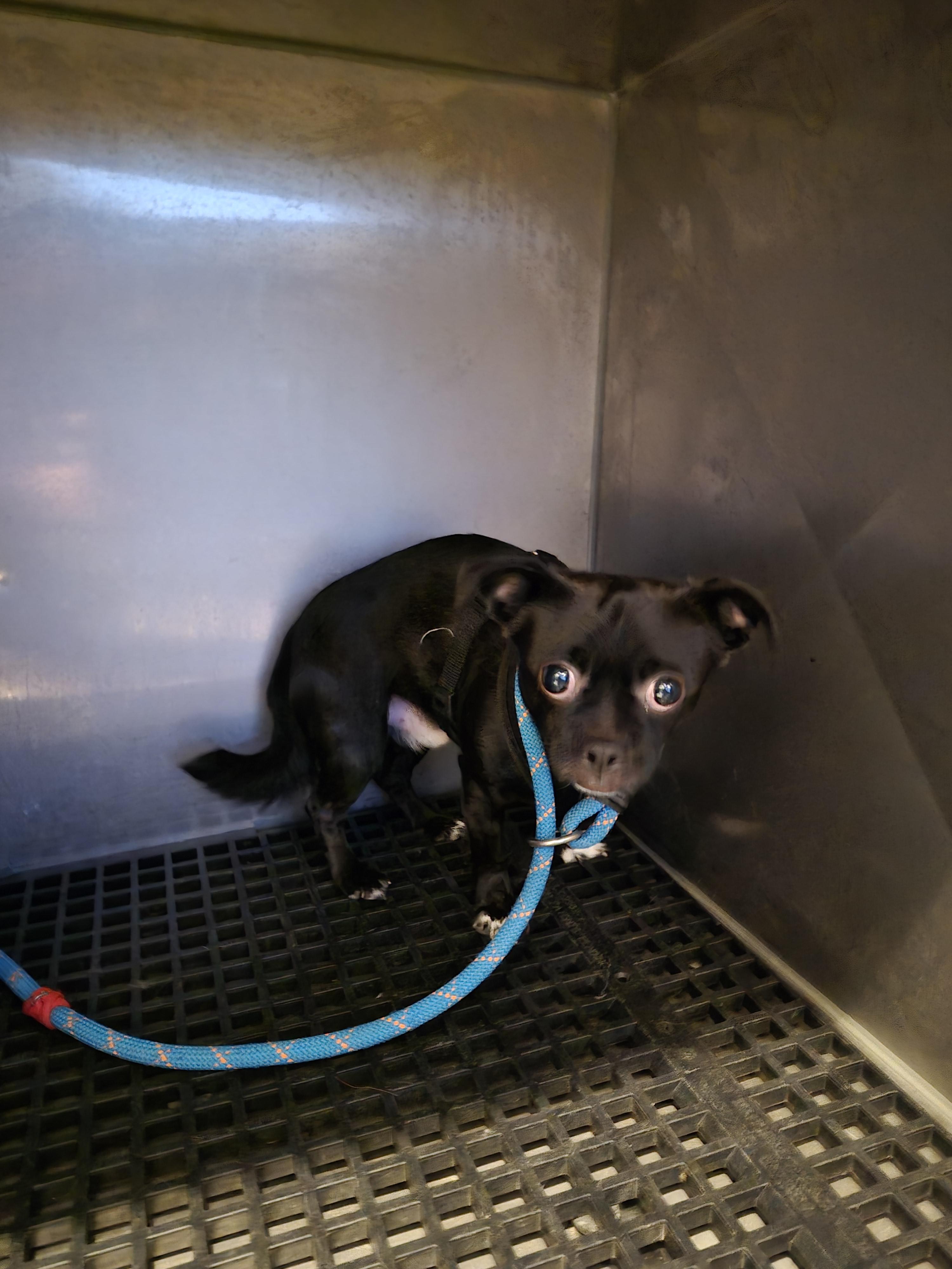 Enlarge PugLee, an adopted mixed breed in Teterboro, NJ image 2/2