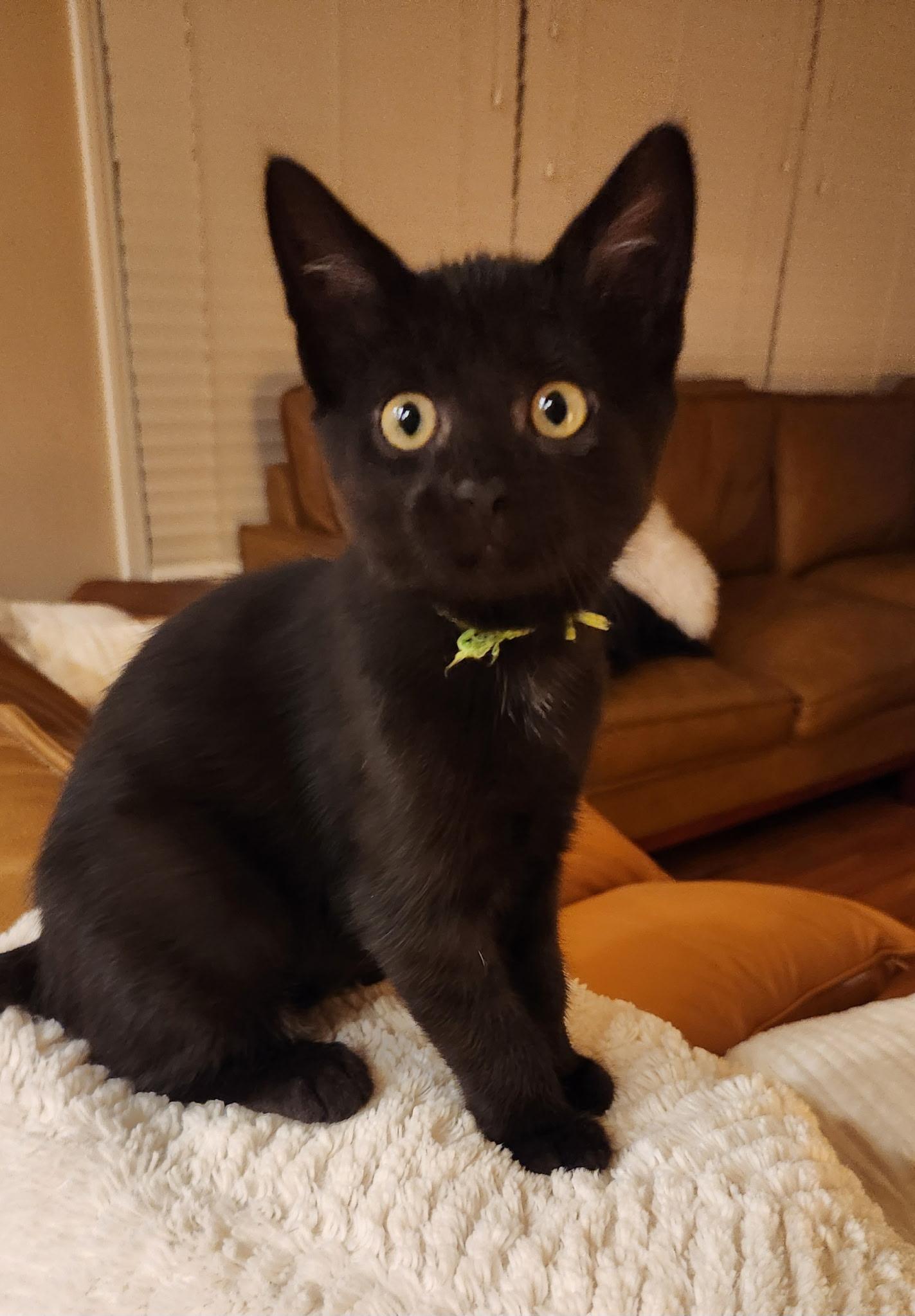 Chartreuse, Adoptable, Kitten Female Domestic Short Hair.