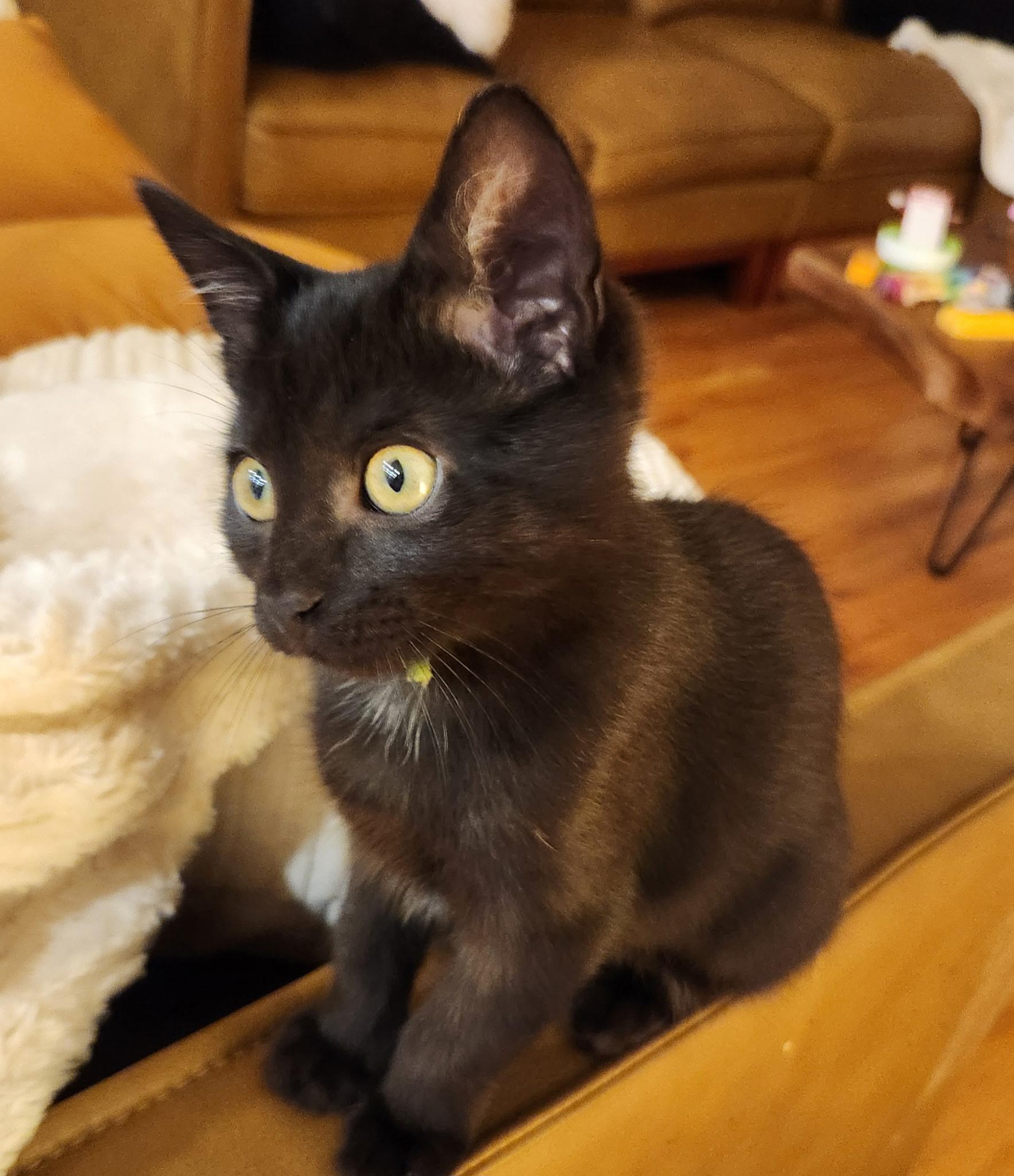 Enlarge Chartreuse, a Adoptable Domestic Short Hair in Omaha, NE image 2/4