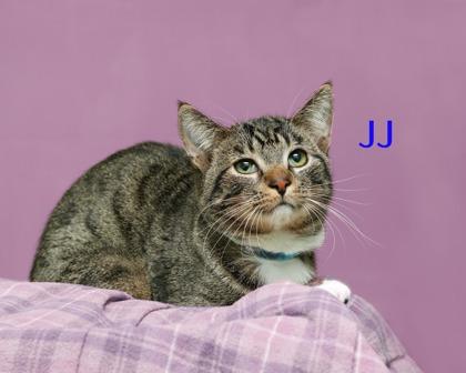 JJ, Adoptable, Adult Male Domestic Short Hair & Domestic Short Hair.