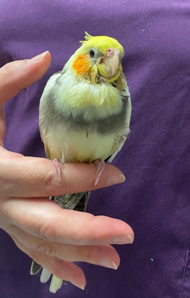 Cheerio, Adoptable, Young Male Cockatiel.