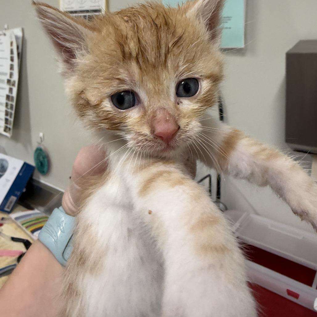 STRAY KITTEN "Cool Whip" photo