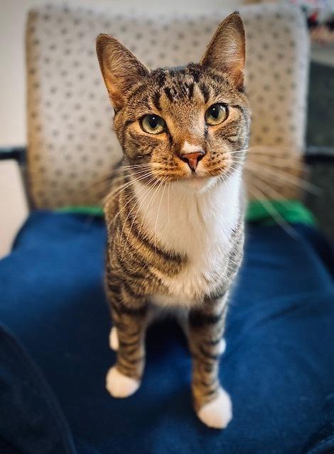 Enlarge Rookie, a Adoptable mixed breed in Duxbury, MA image 1/4